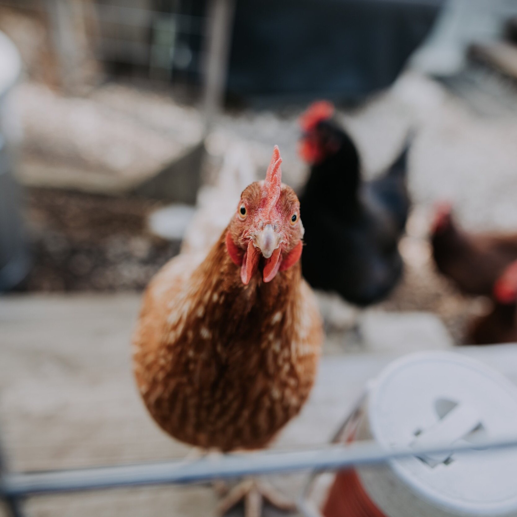 Picky Chickens?