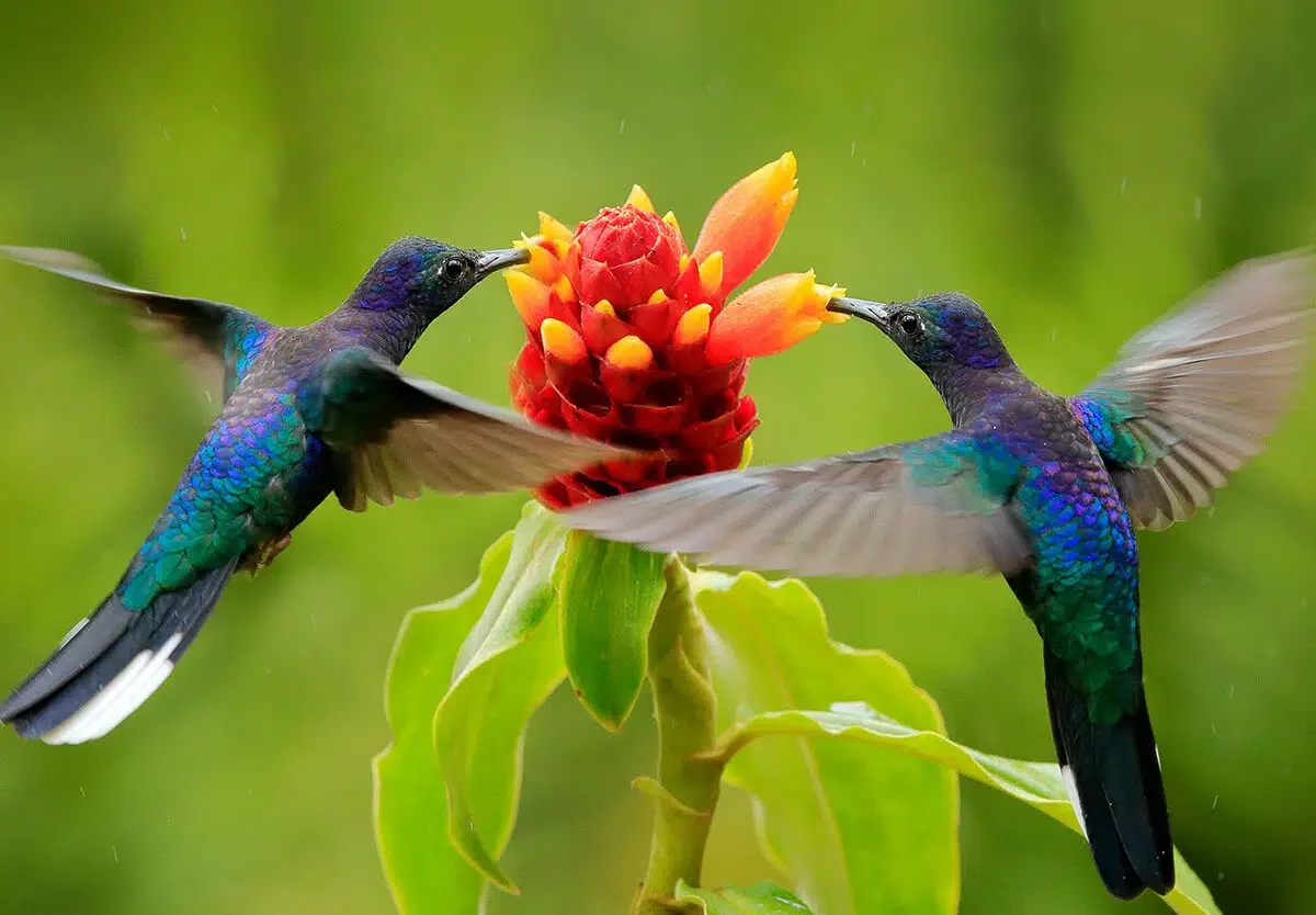 National-Hummingbird-Day-1200x834.jpg.webp