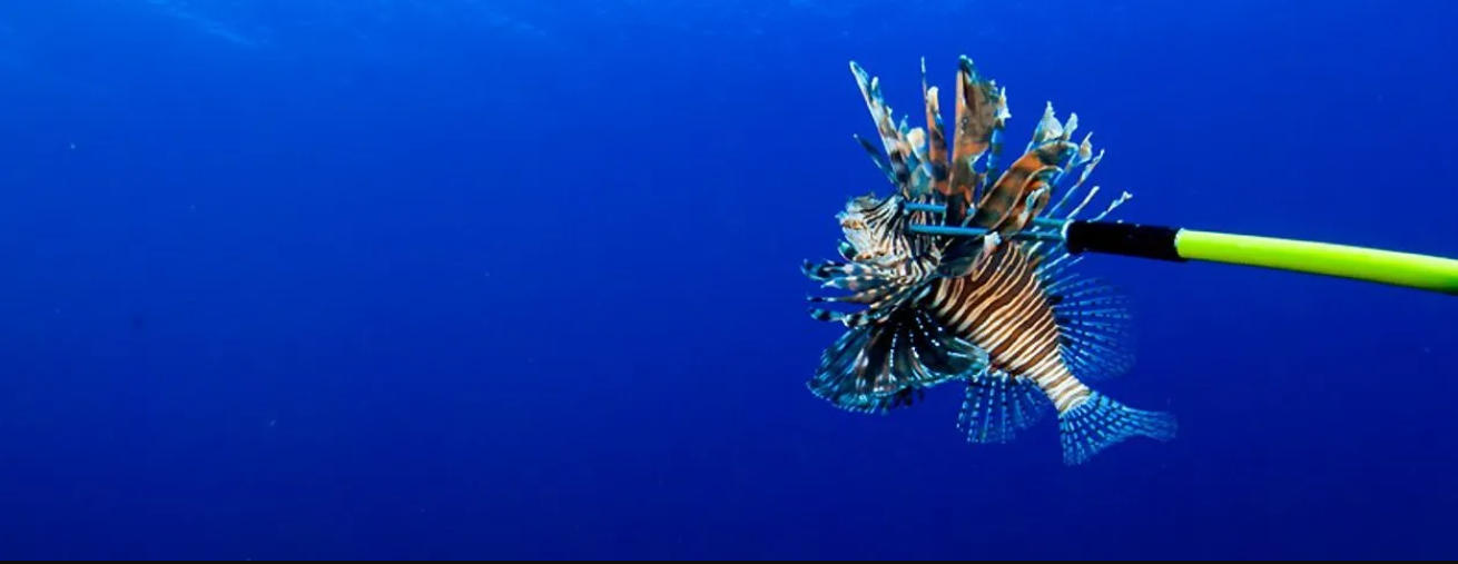 Lionfish Derby