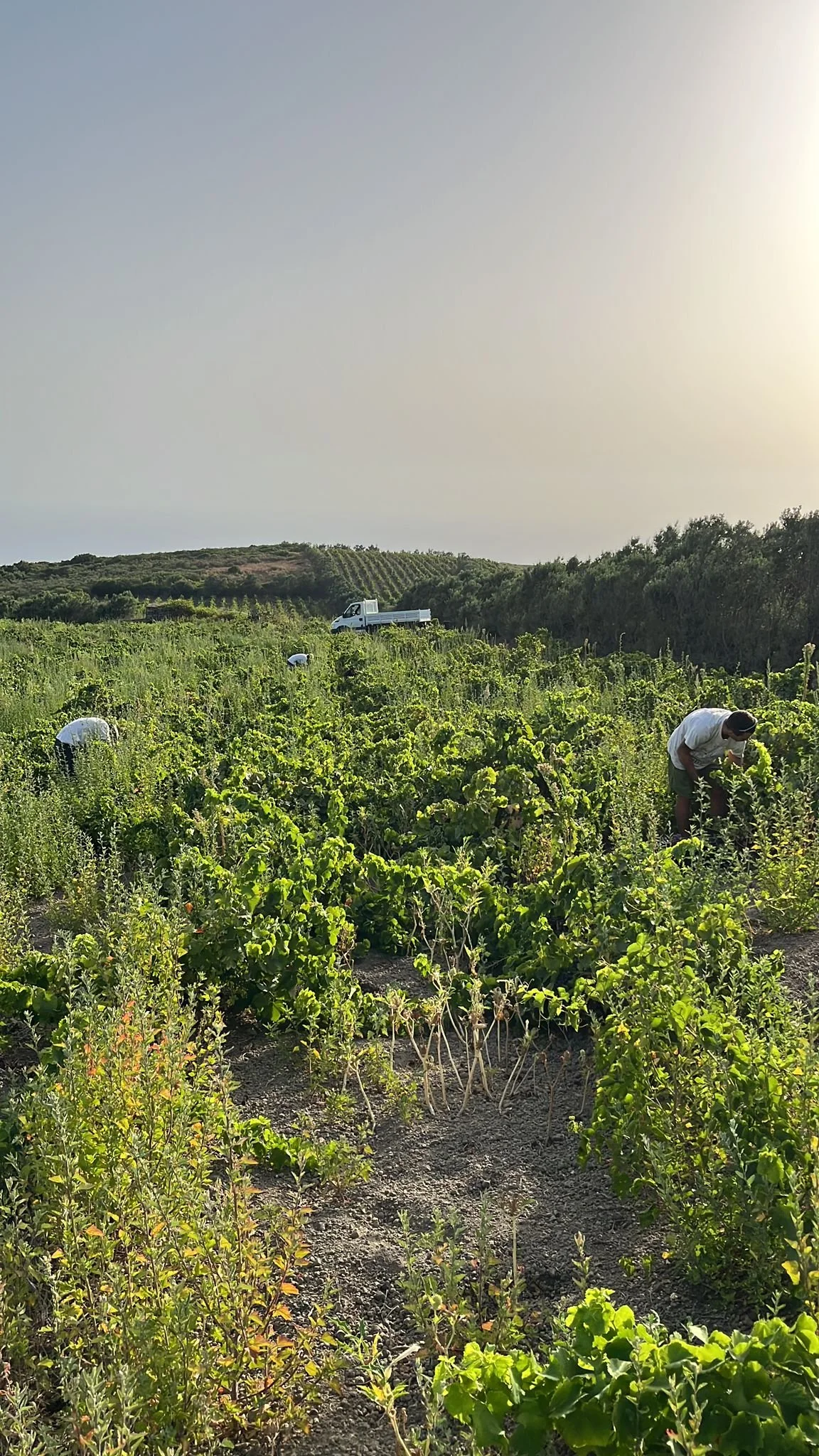 VALLE DEL MONASTERO - PANTELLERIA