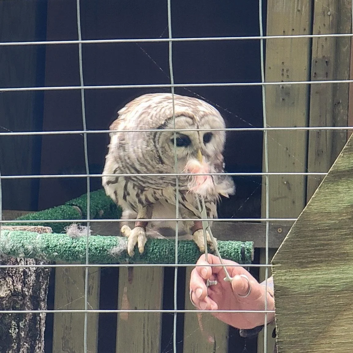Our Feminist Community Roadshow stops last weekend were a HOOT! Literally! On Saturday we were joined by a whole host of new friends at @birdsacre in Ellsworth, where we got to meet the birds and learn about pioneer birder Cordelia Stanwood. Then, on