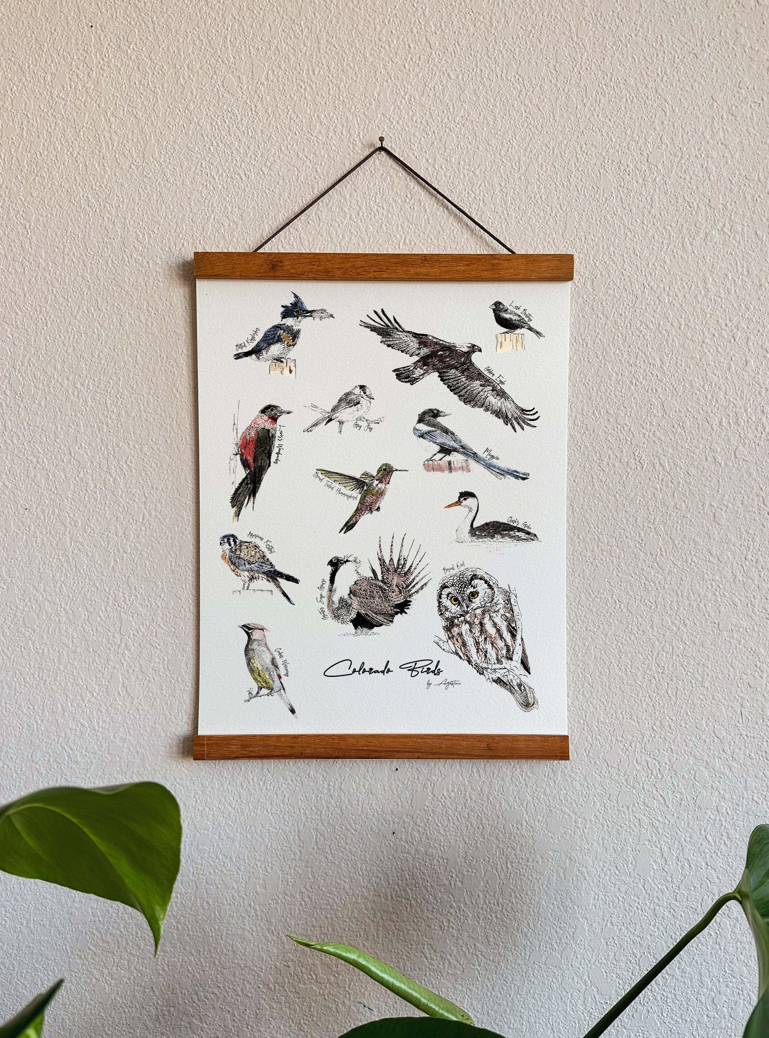 Colorado Birds
