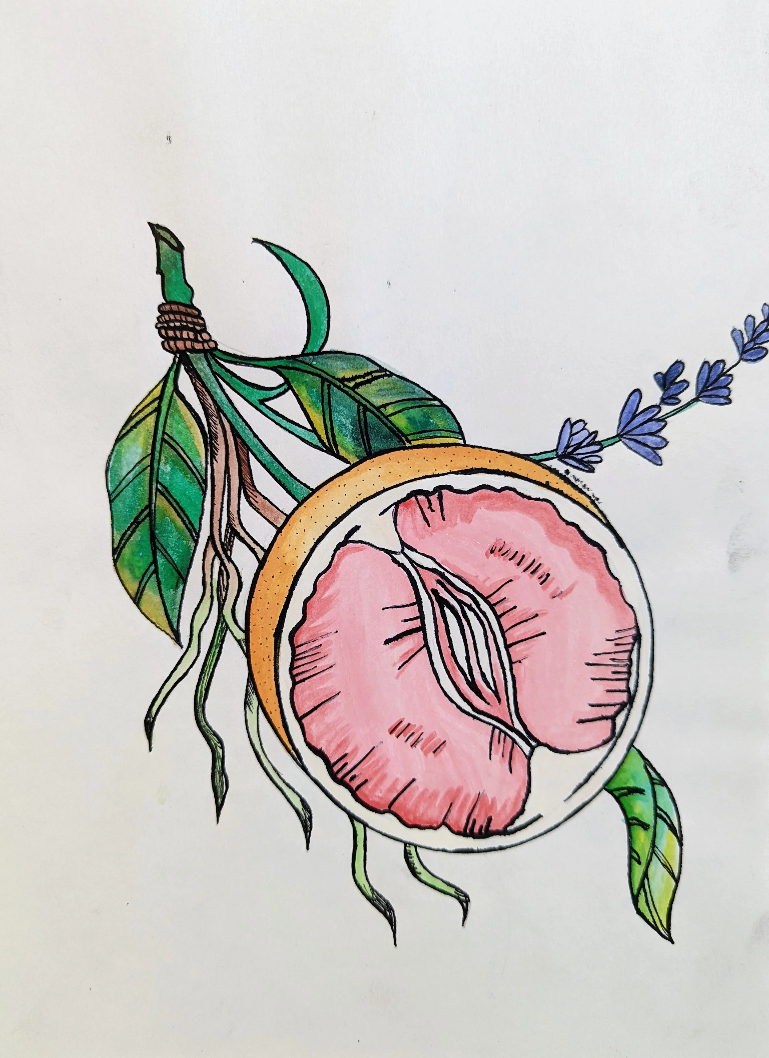 Jaclyn Joyce
Sliced Grapefruit, 2019
Gouache and india ink
