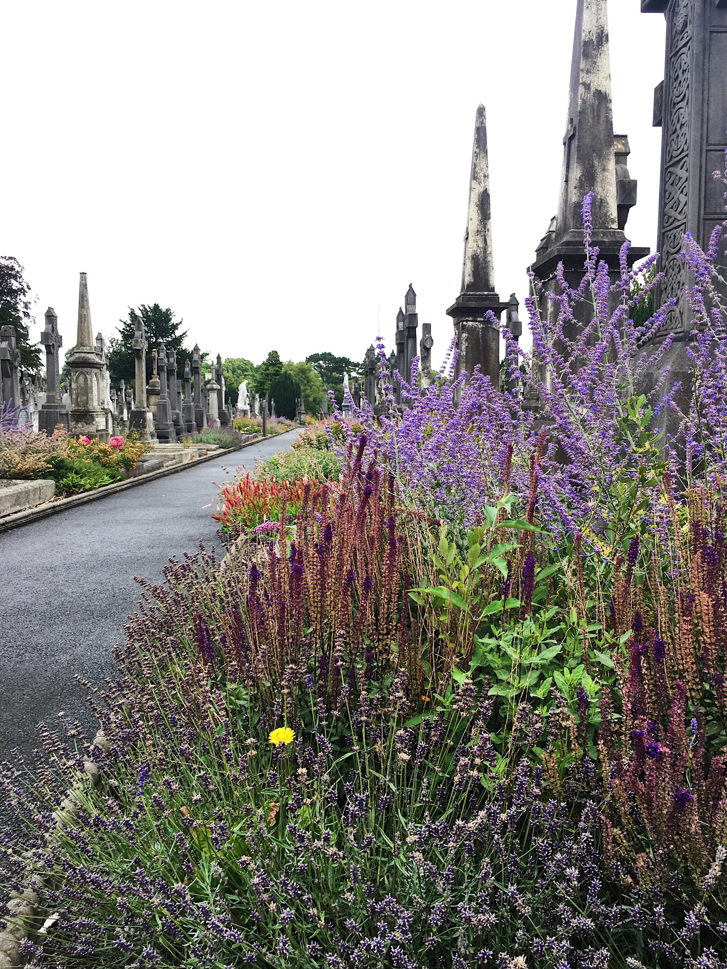 Jaclyn Joyce 
Glasnevin Cemetery, 2017