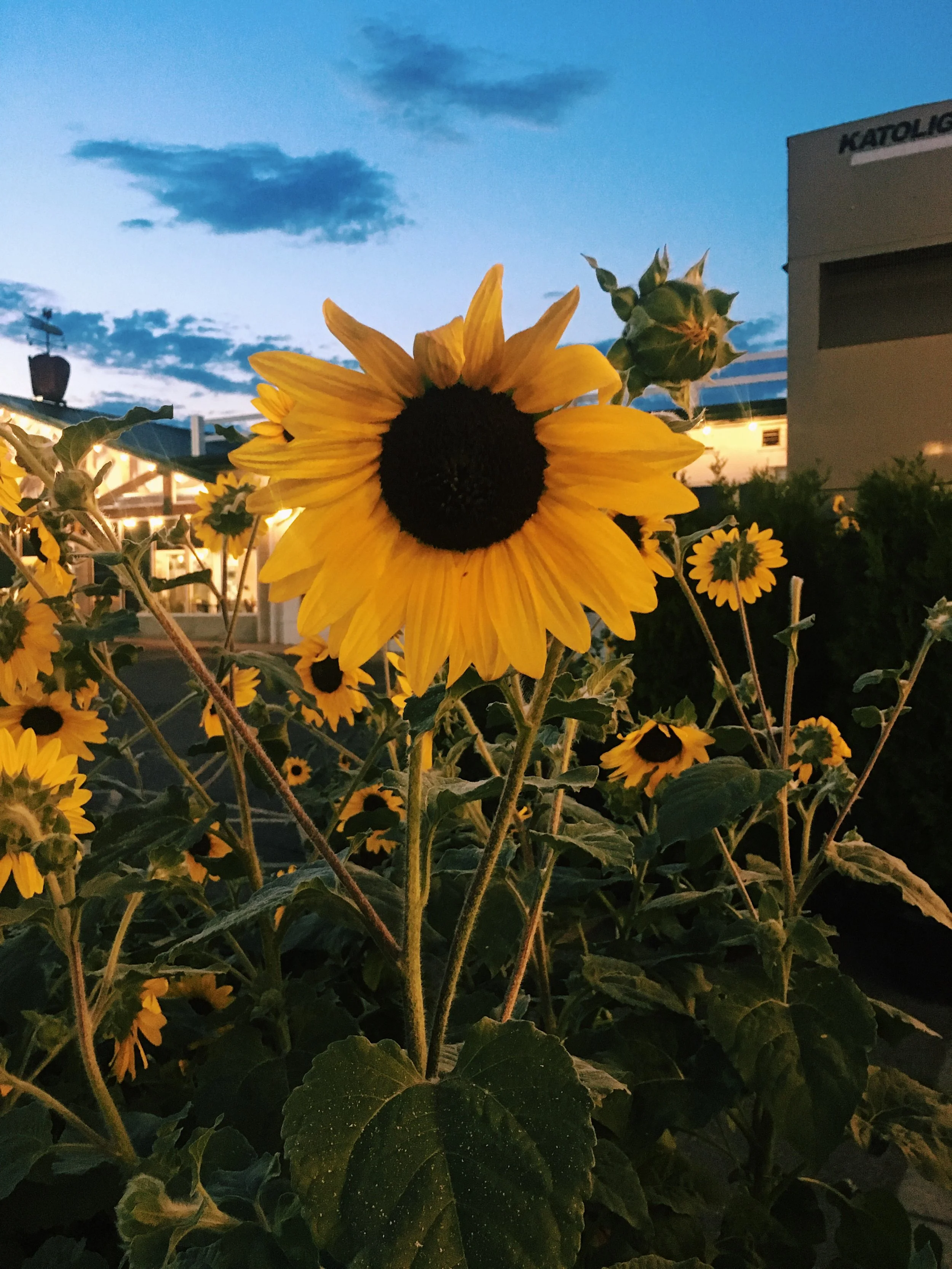 Jaclyn Joyce
Michigan Sunflower, 2019