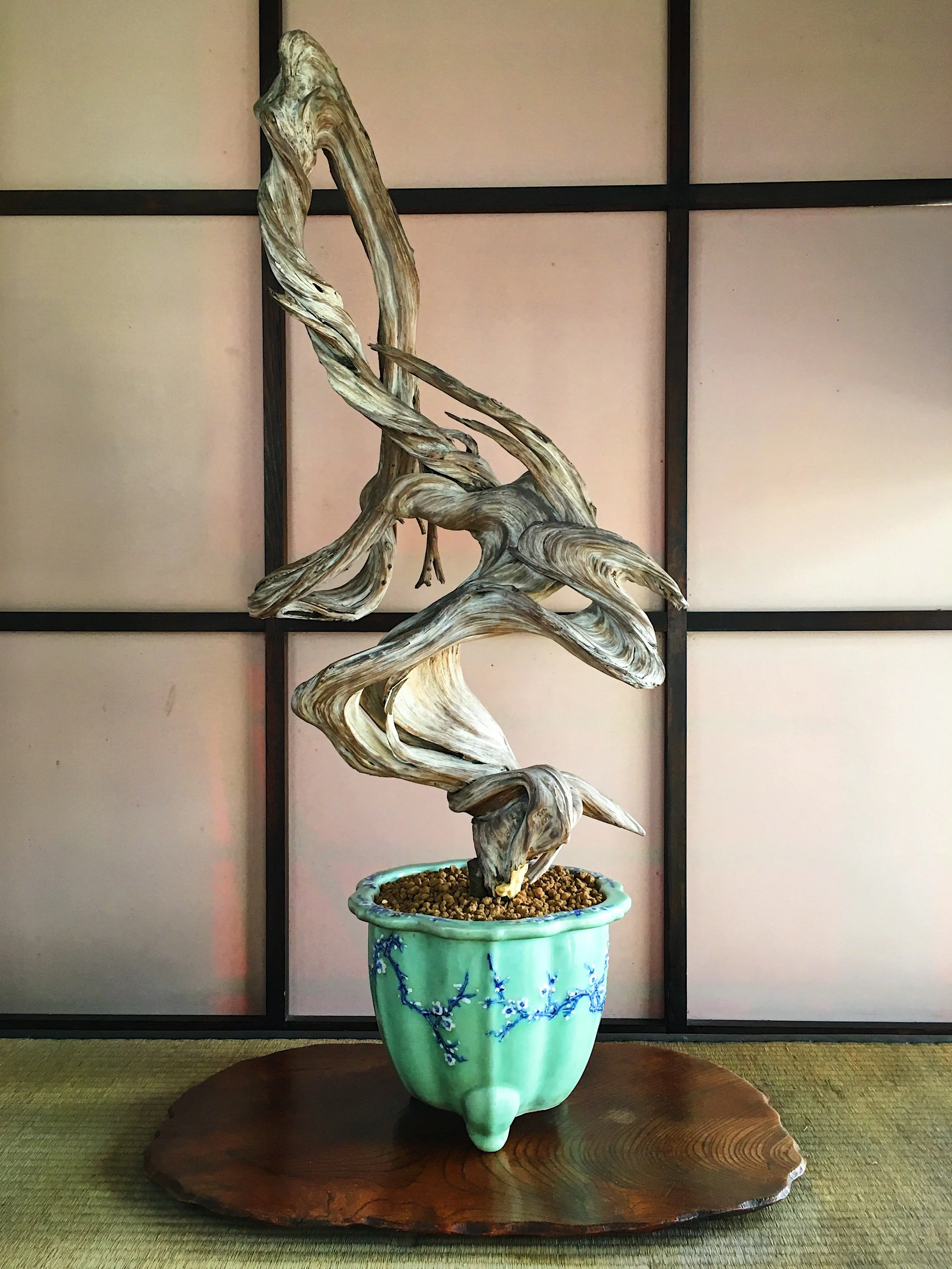 Jaclyn Joyce
Fudo the Juniper Bonsai, 2019