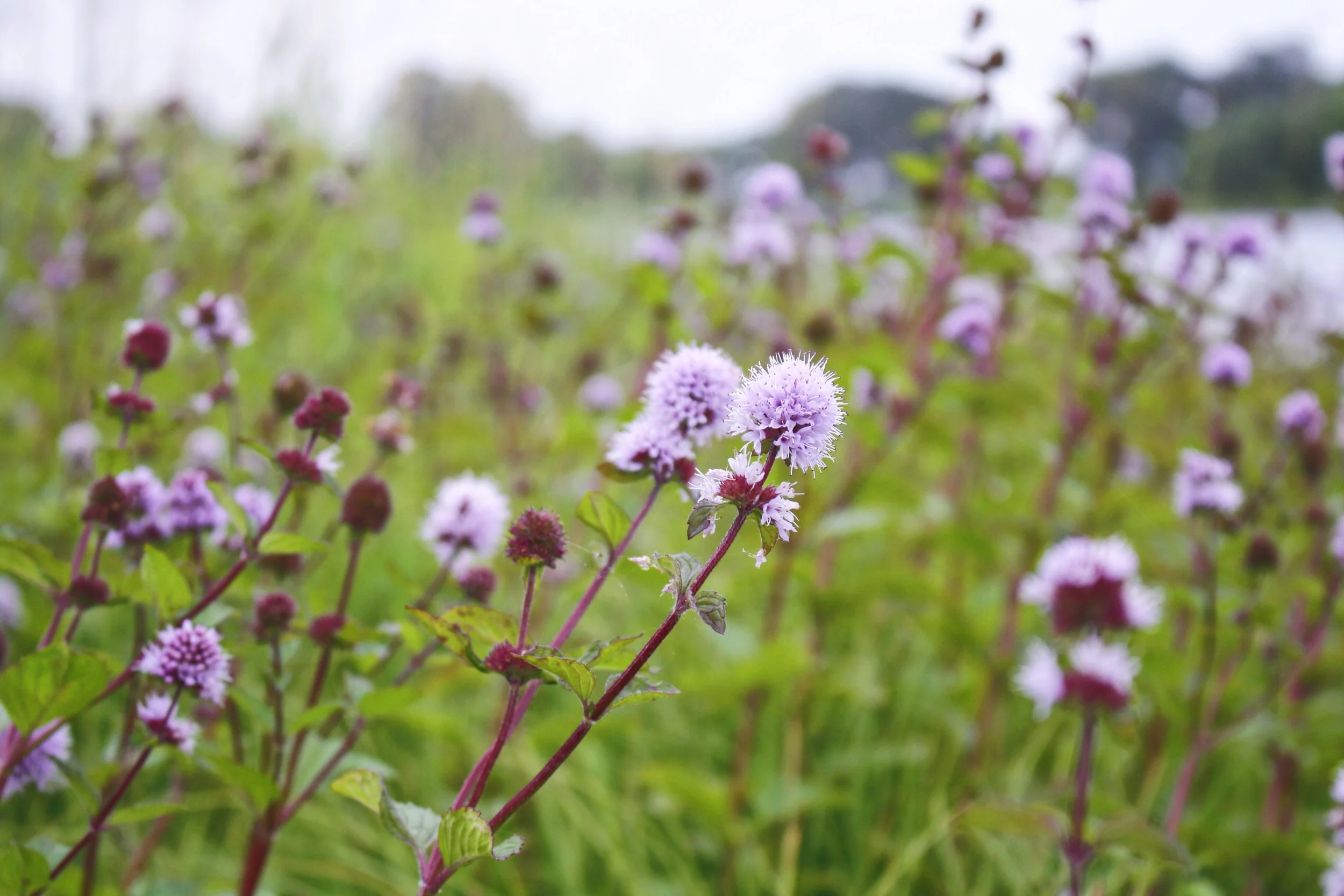 Jaclyn Joyce
Ballintoy, 2017