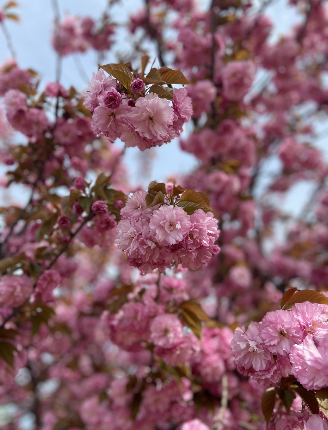 Jaclyn Joyce
Pom Poms, 2019
