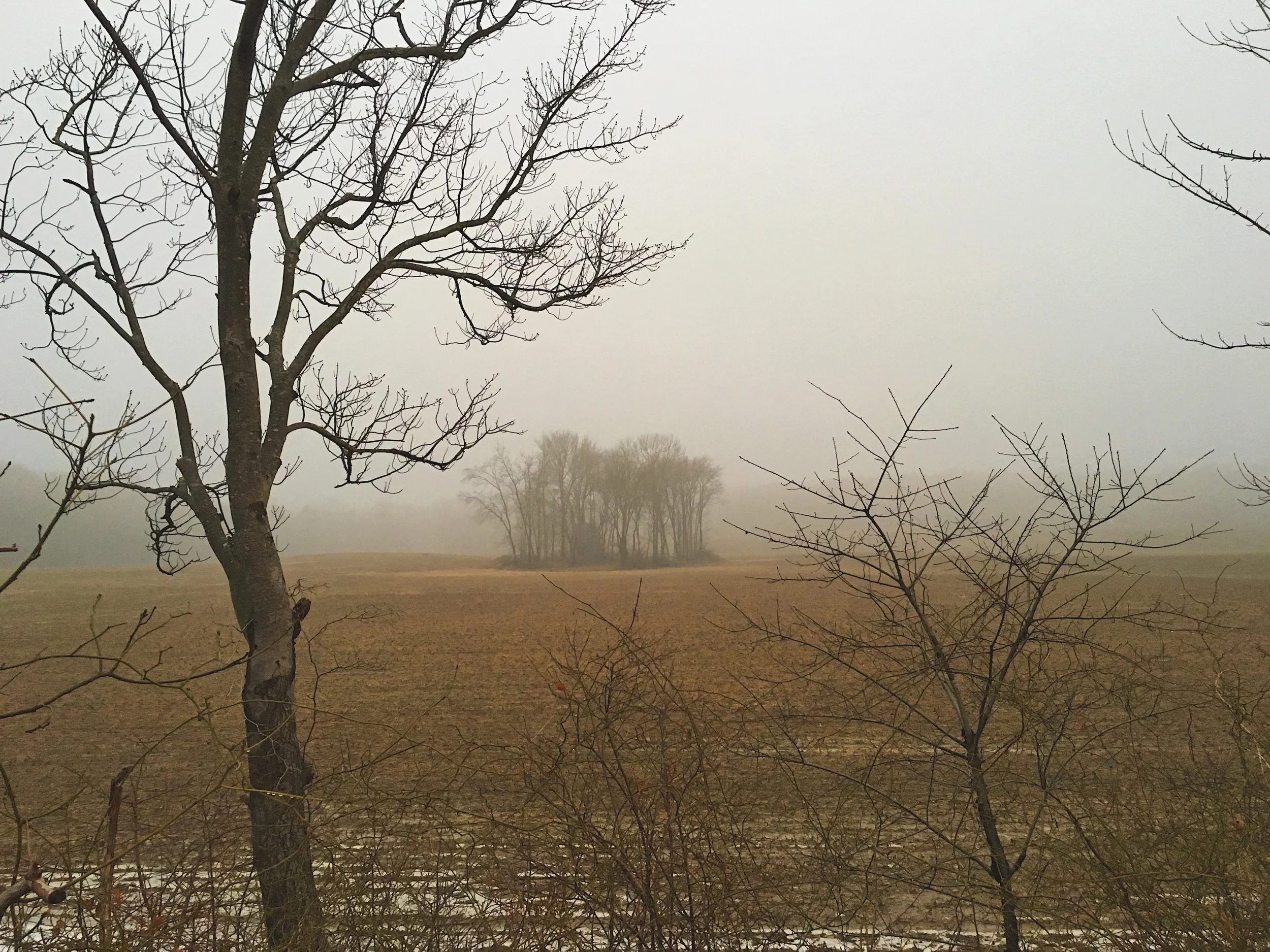 Jaclyn Joyce
Faded Tress, 2021