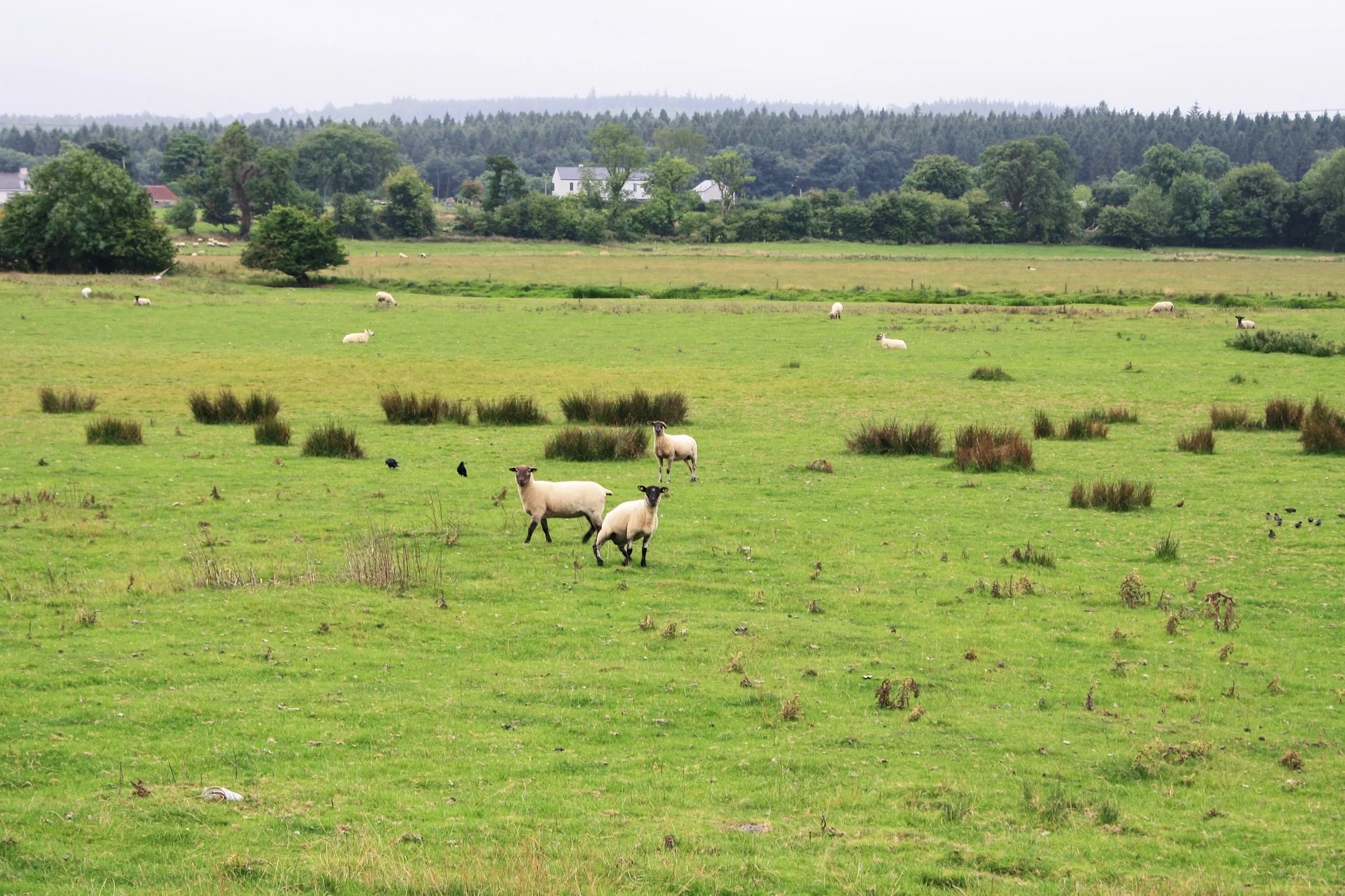 Jaclyn Joyce
Roscommon, 2017