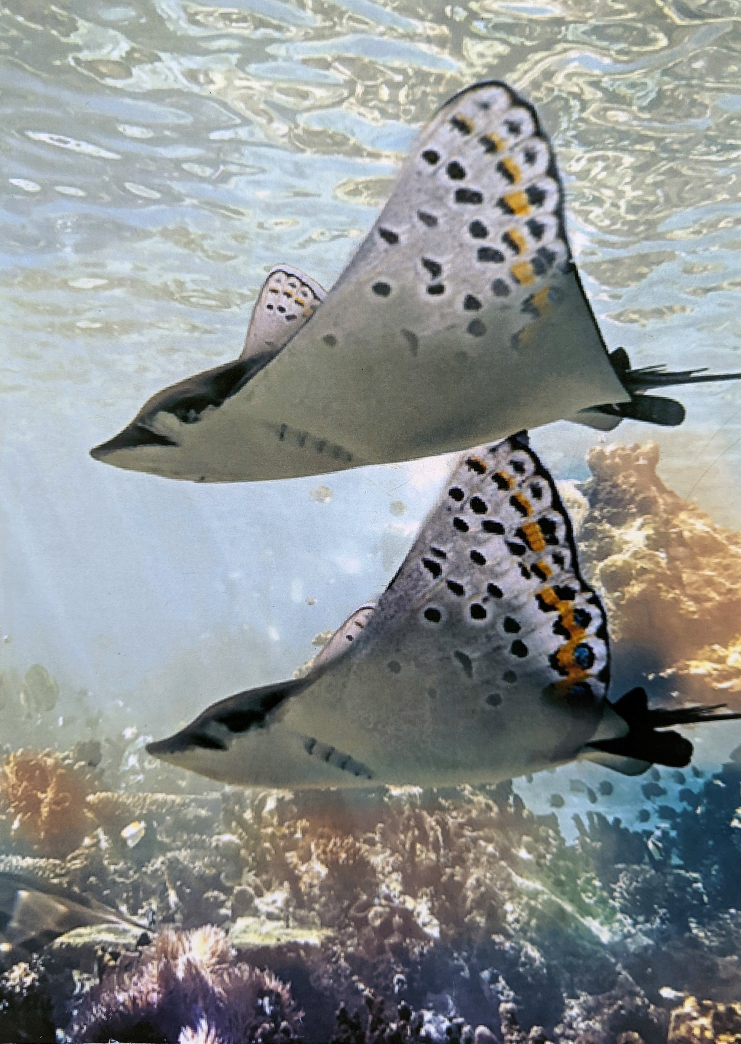 Jaclyn Joyce
Butter-ray, 2012
Photoshop 