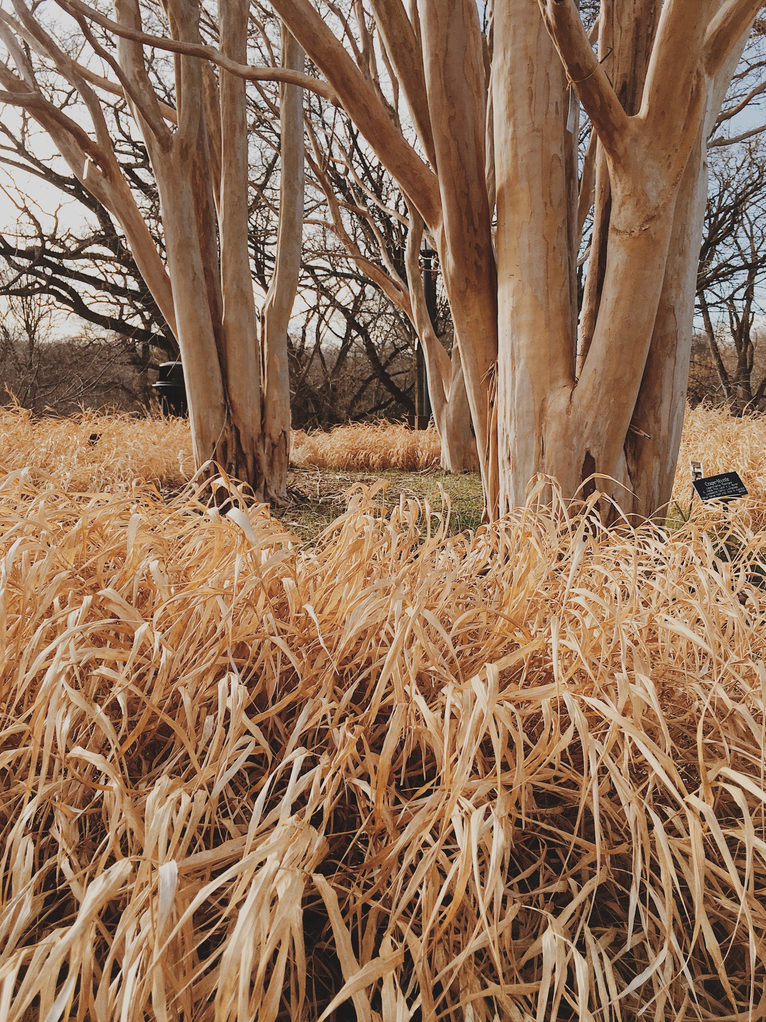 Jaclyn Joyce
Brooklyn Botanical Garden, 2019