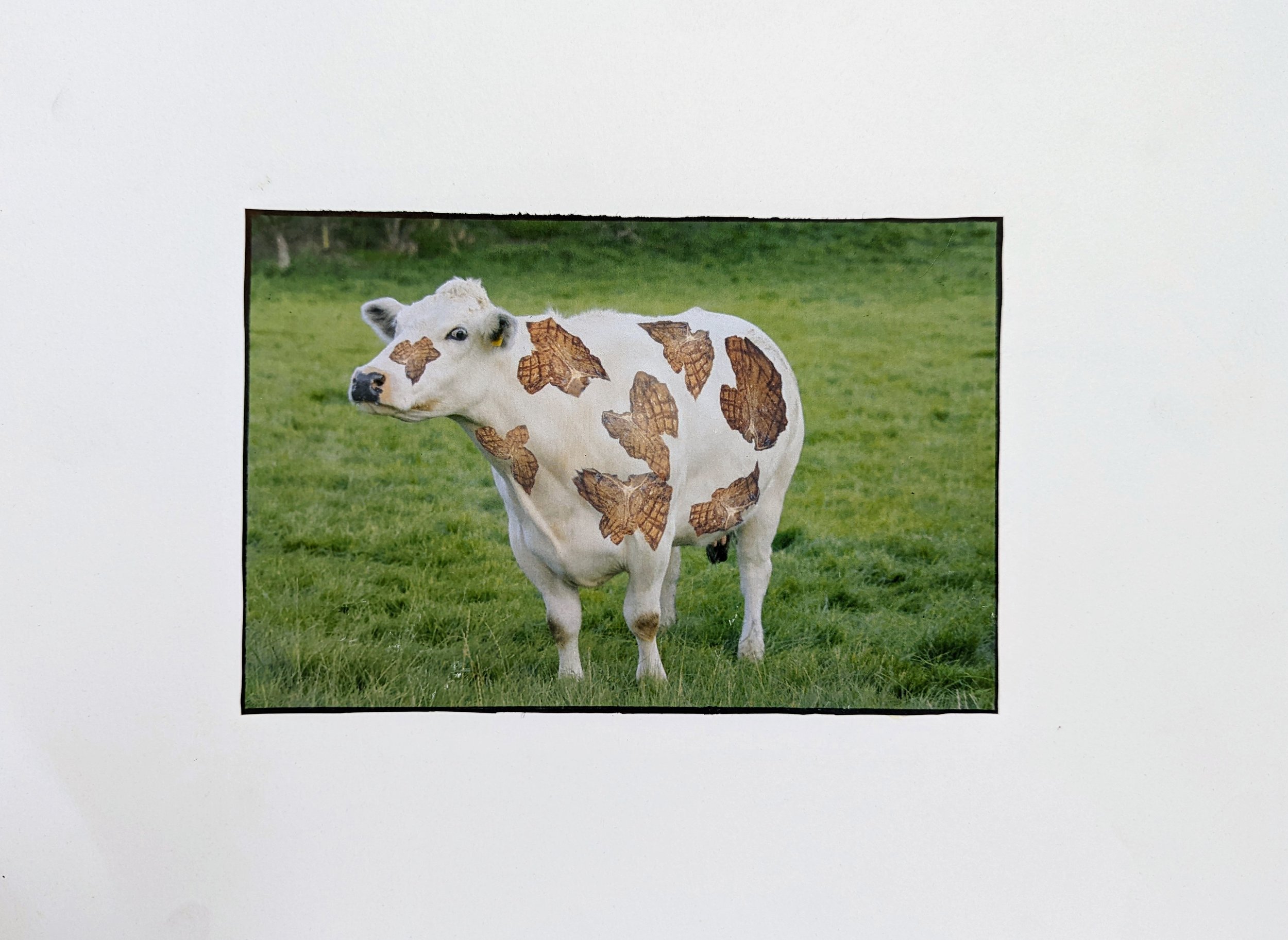 Jaclyn Joyce
Don't Butcher the Joke, 2012
Photoshop 