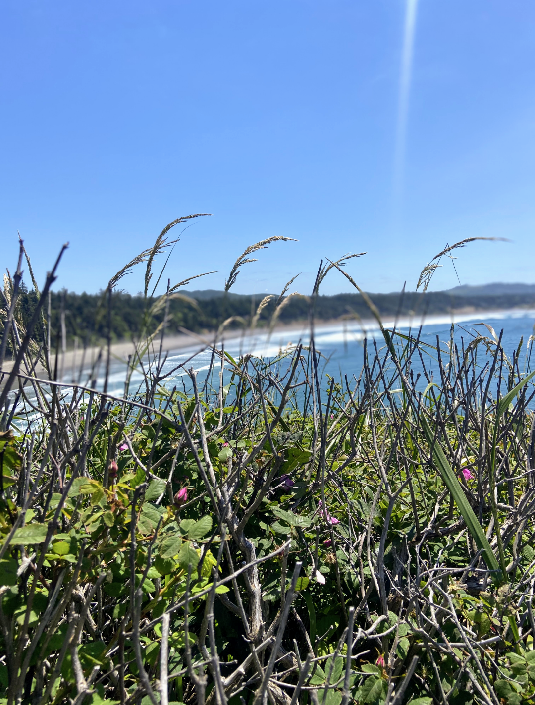 Jaclyn Joyce
The Oregon Coast, 2021