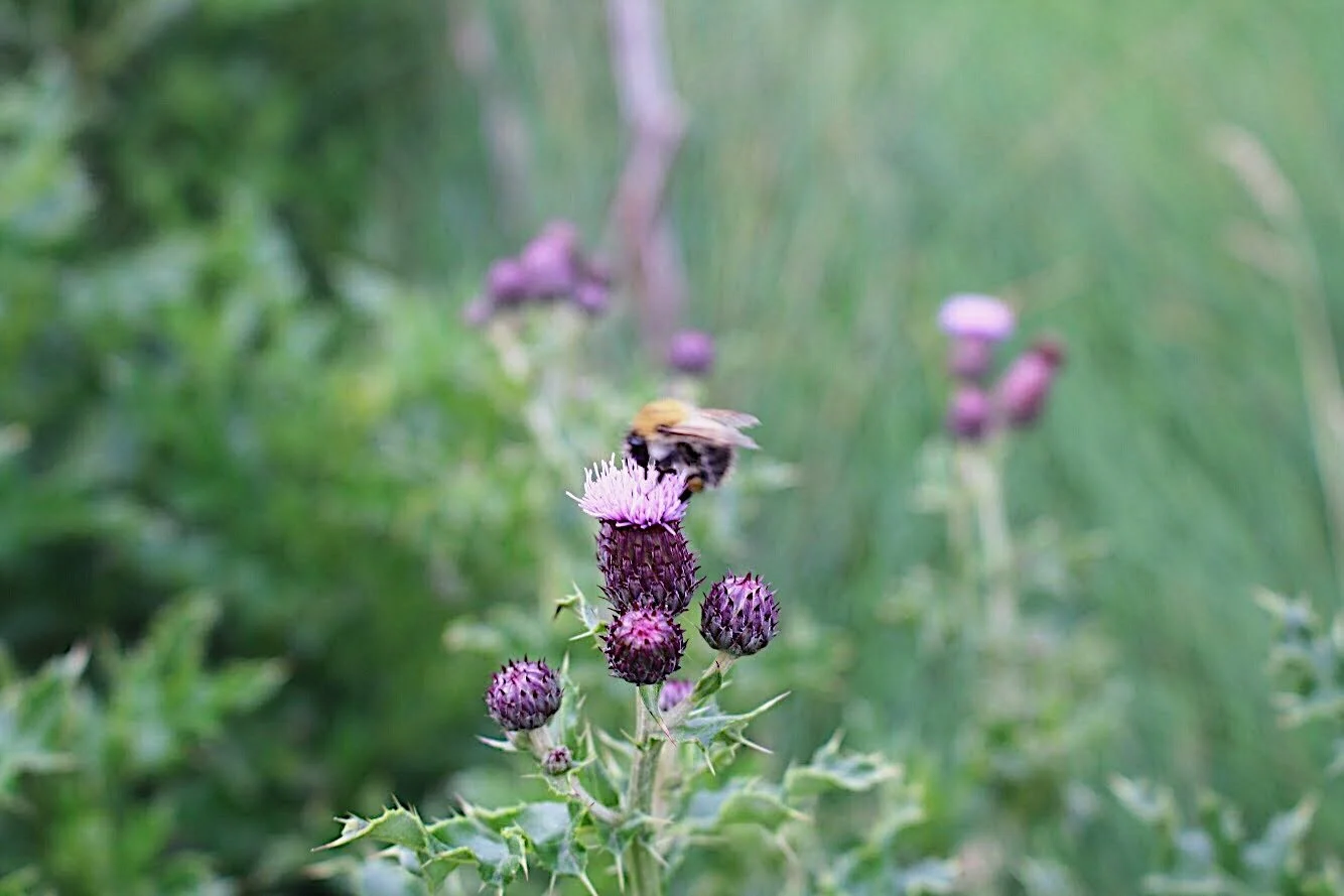Jaclyn Joyce 
Ballintoy, 2017