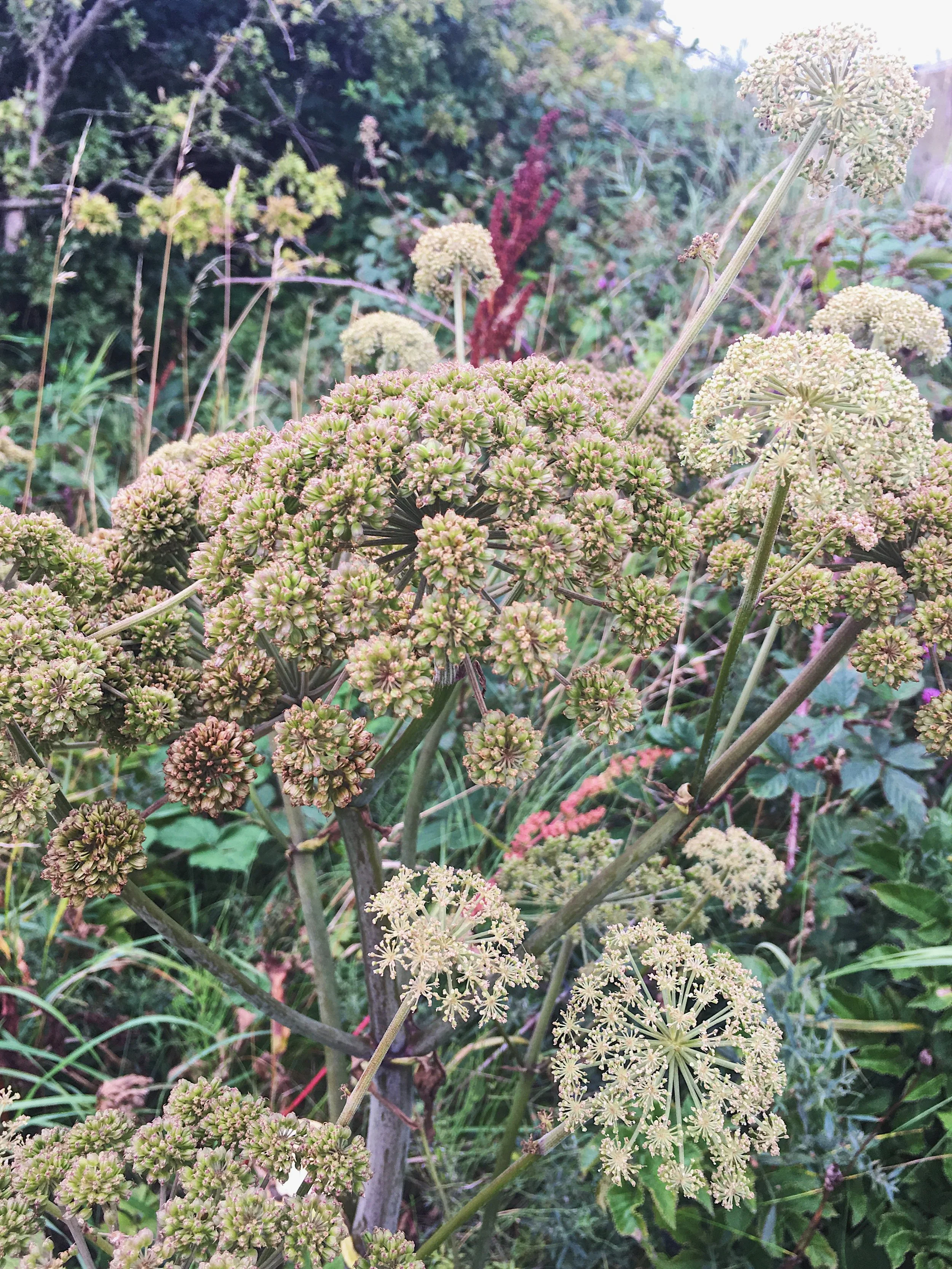 Jaclyn Joyce
Ballintoy, 2017