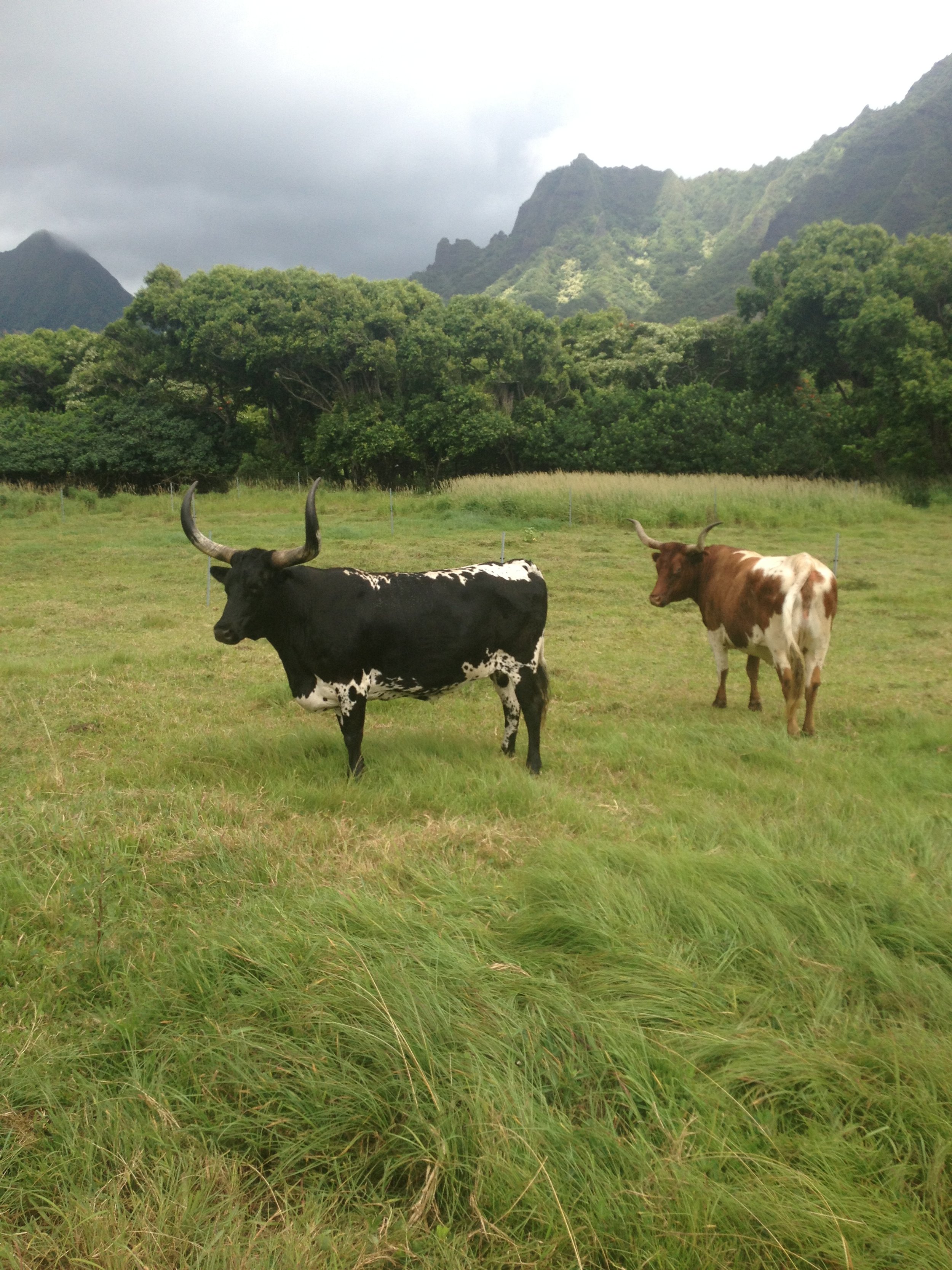 Jaclyn Joyce
Kualoa Cattle, 2013