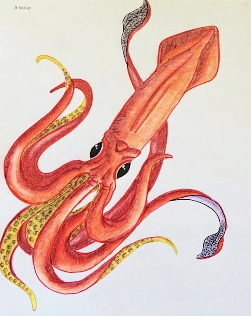 Jaclyn Joyce
Big Red Squid, 2015
Colored pencil and india ink