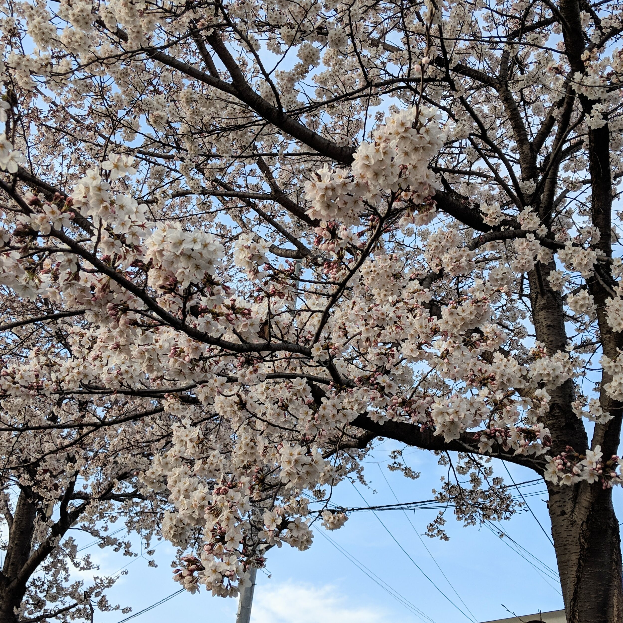 IMG_20190405_170103.jpg