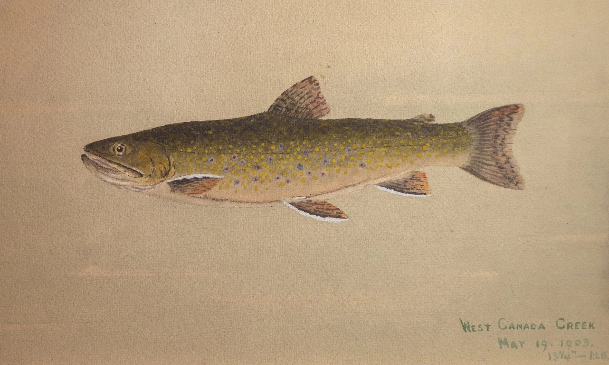 William B. Gillette, Brook Trout, West Canada Creek, 1903, Watercolor on Paper, 11" x 18.75", $1,200