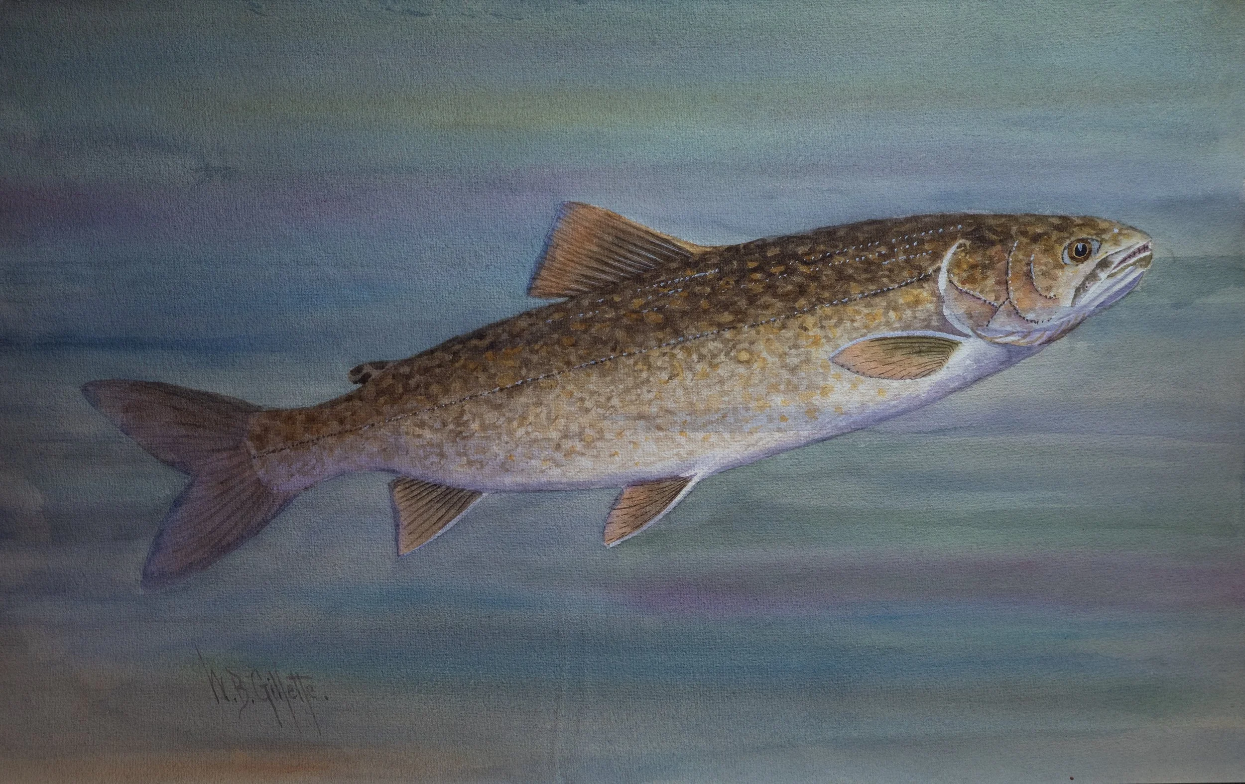 William B. Gillette, Lake Trout, Watercolor on Paper, 11.5" x 18.5", $1,100