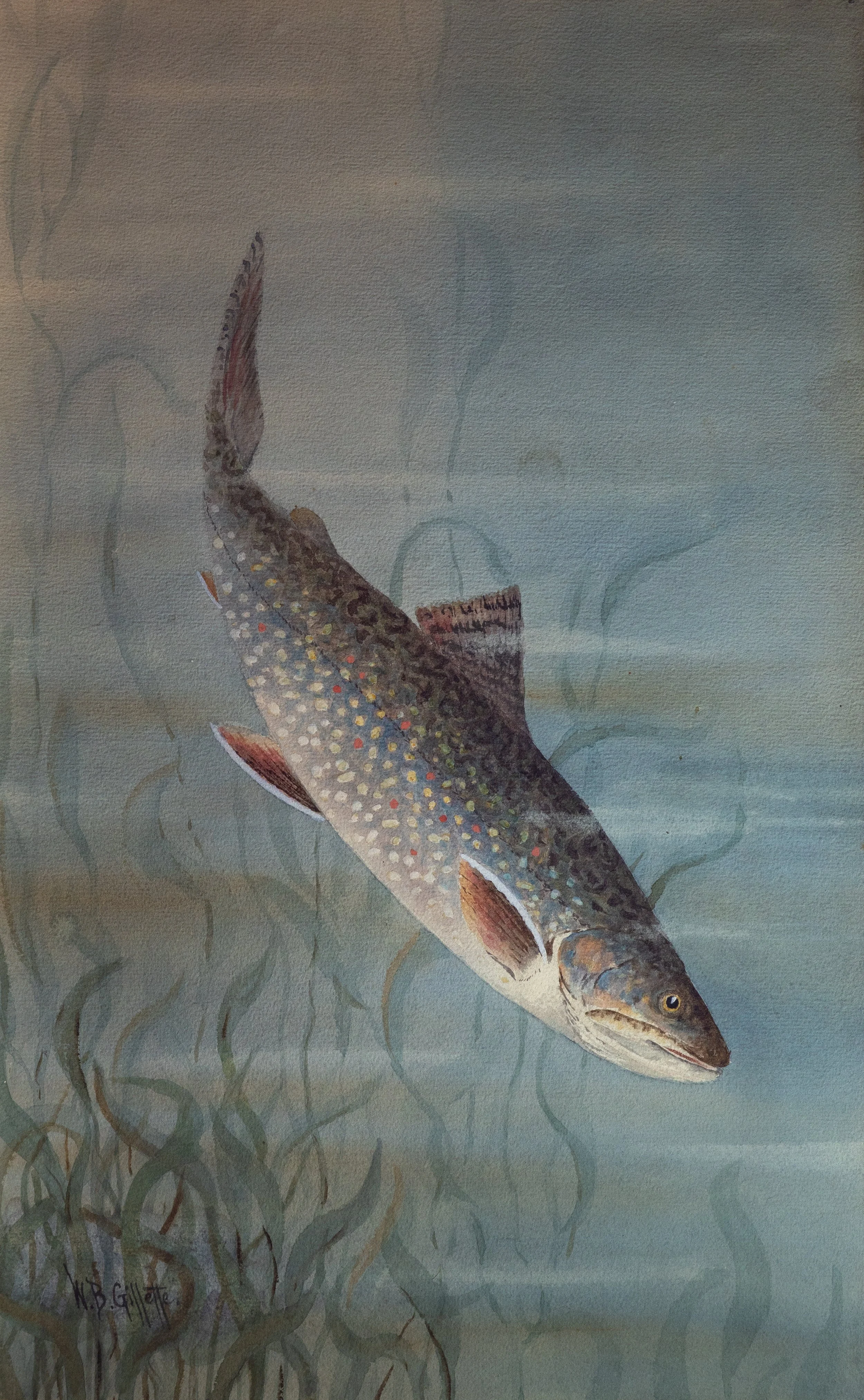 William B. Gillette, Brook Trout, Watercolor on Paper, 18.75" x 11.75", $1,500