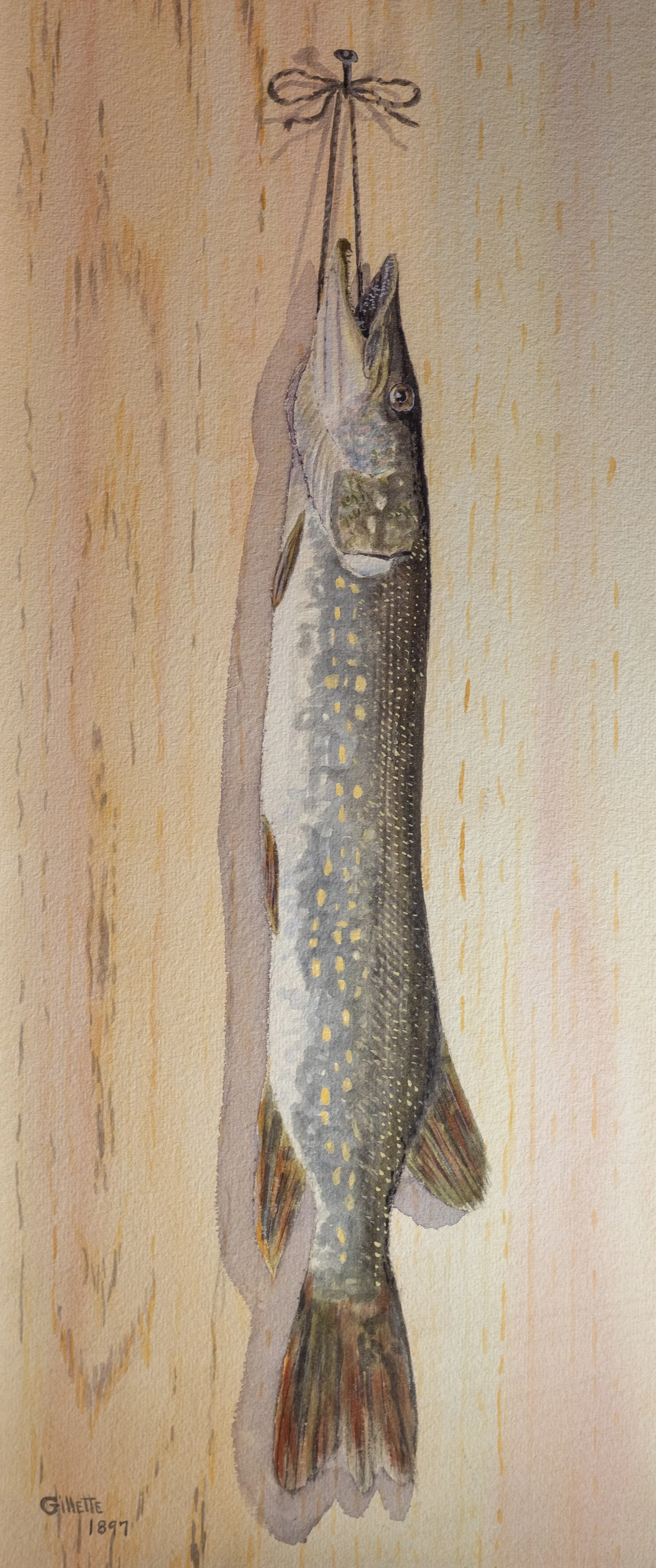 William B. Gillette, Northern Pike, 1887, Watercolor on Paper, 22.75" x 9.5", SOLD