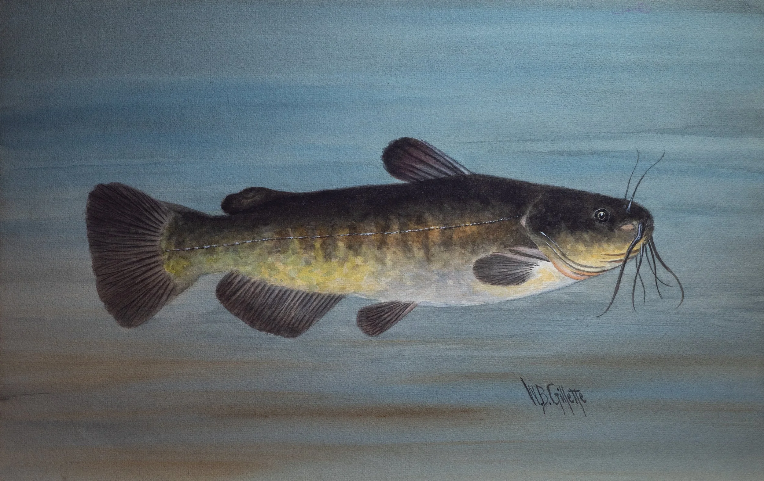 William B. Gillette, Horned Pout, Watercolor on Paper, 11.75" x 18.75", $1,500