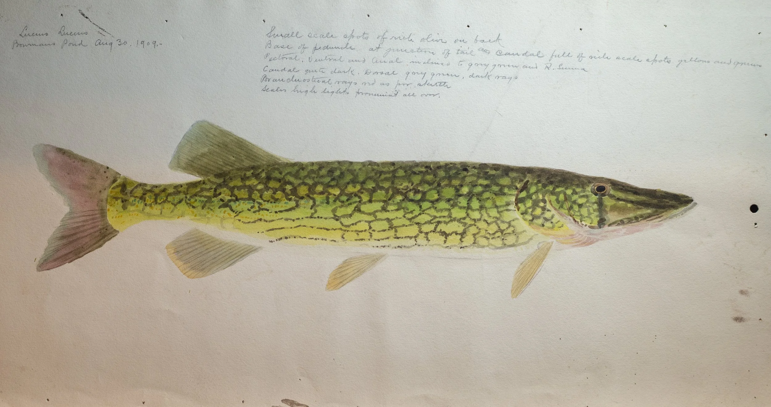 William B. Gillette, Chain Pickerel, Bowmans Pond, 1909, Watercolor on Paper, 11.25" x 20", SOLD
