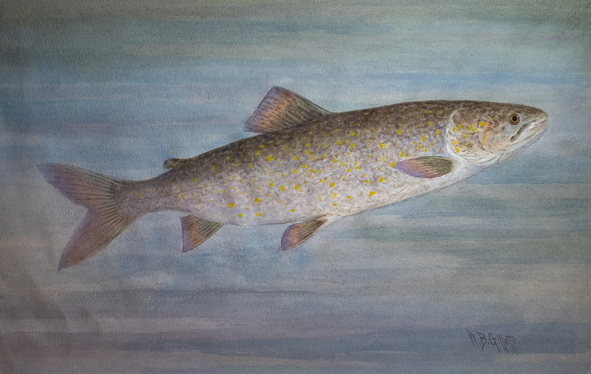 William B. Gillette, Lake Trout, Watercolor on Paper, 11.5" x 18.375", $1,100