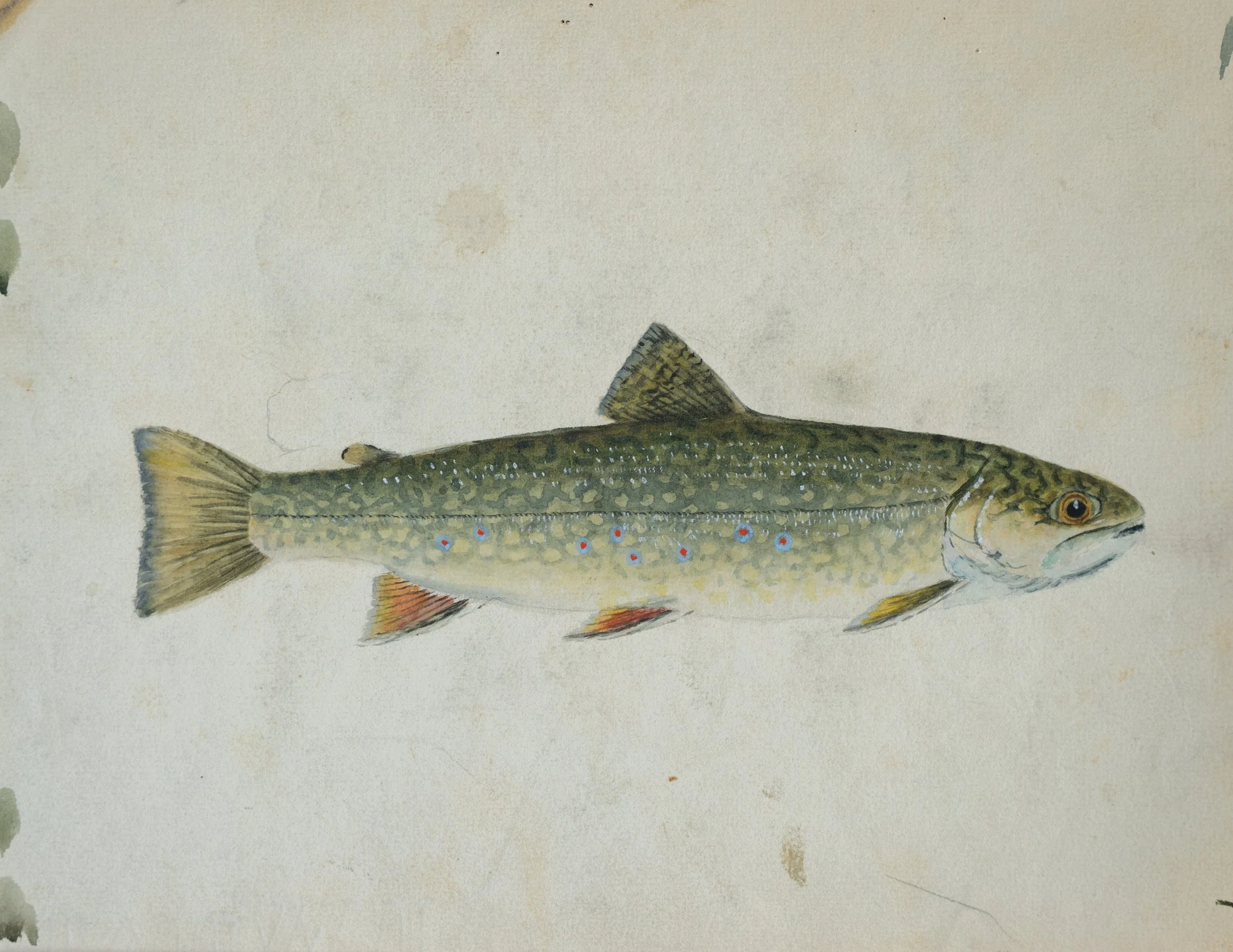 William B. Gillette, Brook Trout, Clear Water Pond, 1909, Watercolor on Paper, 9" x 11.75", $800