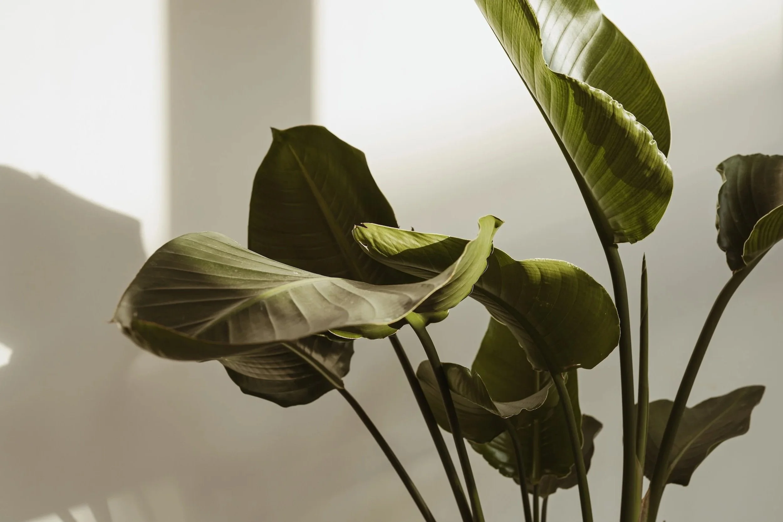 A houseplant with large, dark green leaves, some curling and overlapping, casting shadows on a light background.