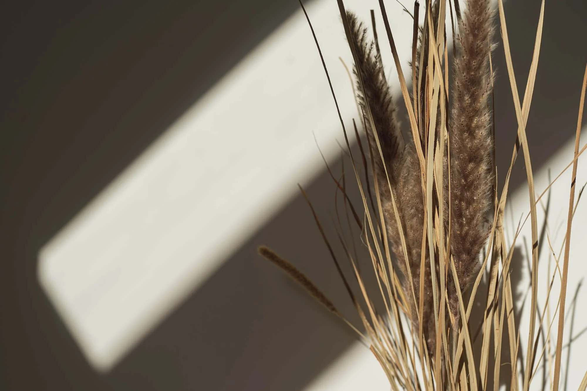 Dried pampas grass and grasses in a vase with shadow and sunlight on a white wall.