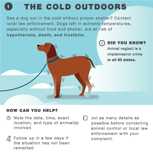 Tips To Protect Your Pet In Cold Weather — Mccoy'S Heating & Air