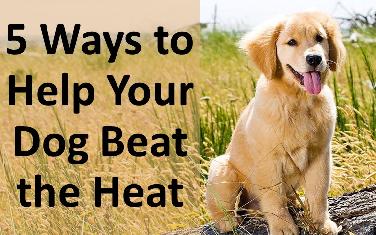 5 Tips to Help Your Dog Beat the Heat