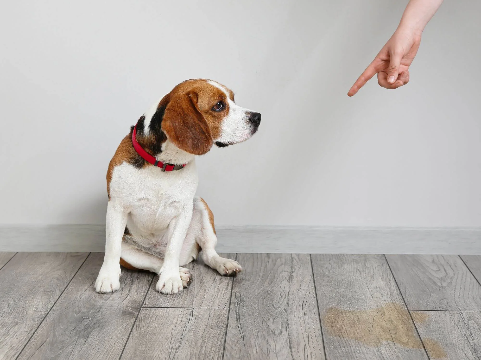 Beagle looking away while owner points at mess on the floor.