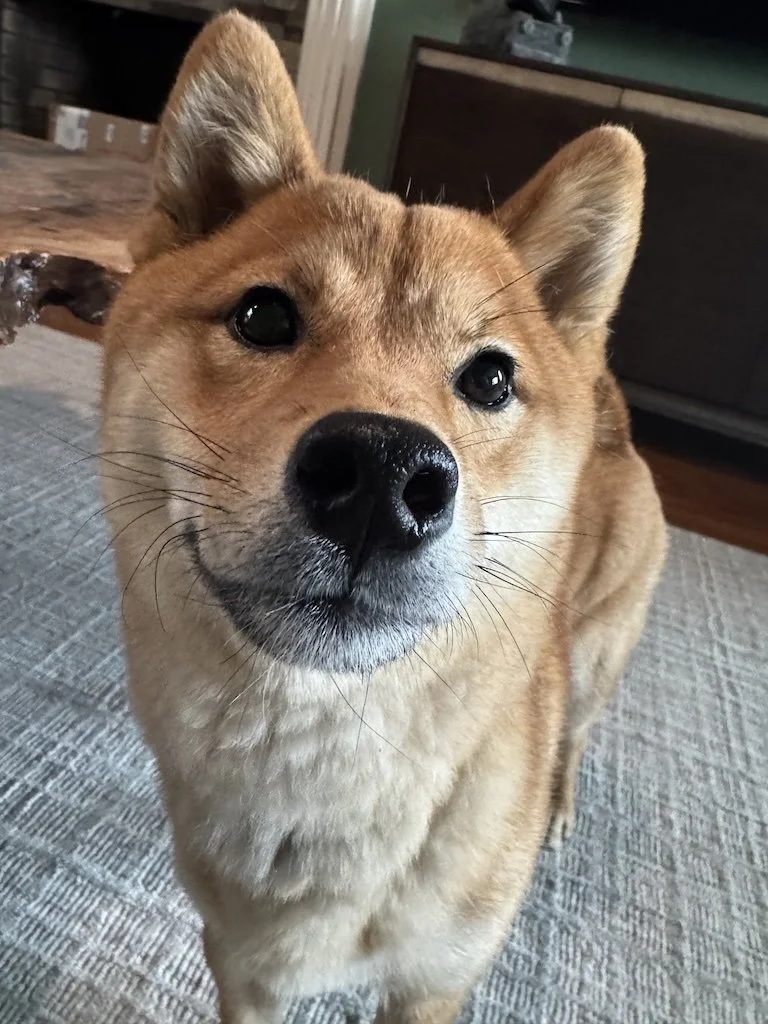 Close-up of a dog’s whiskers used to detect airflow and movement