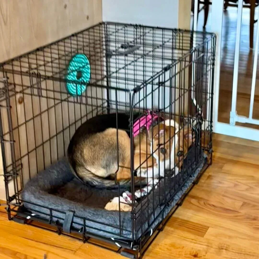 Beagle rescue puppy resting calmly in a designated safe space.