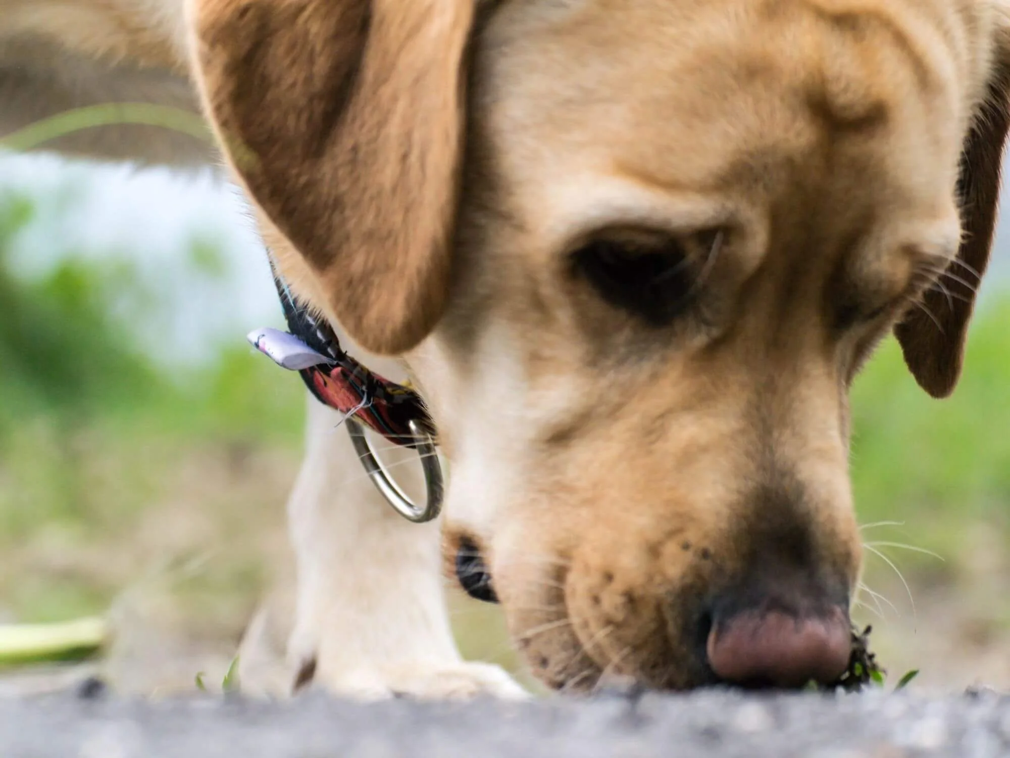 og sniffing the ground during a walk