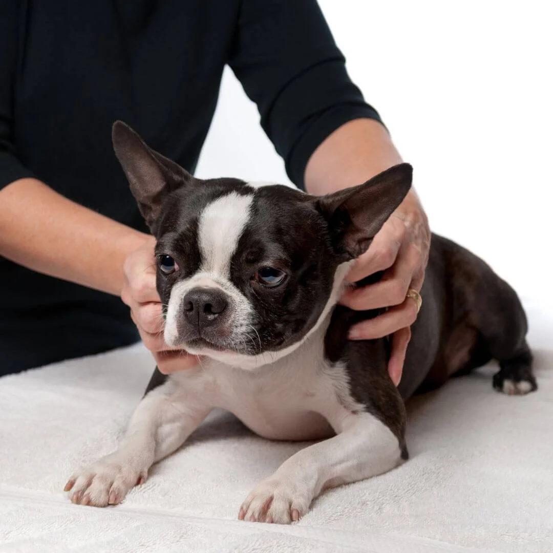 Close-up of a person's hands giving a gentle neck and shoulder massage to a black and white Boston Terrier.