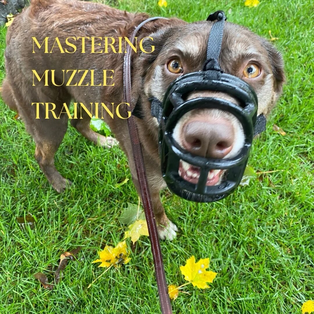 Here are a few scenarios when our beloved dogs may need a muzzle &hellip; ⁣
✅ Unfriendly dog encounters⁣
✅ Trash temptations⁣
✅ Vet and grooming stress⁣
⁣
With proper training, your dog won't mind wearing a muzzle; in fact, they&rsquo;ll love it!⁣
⁣
