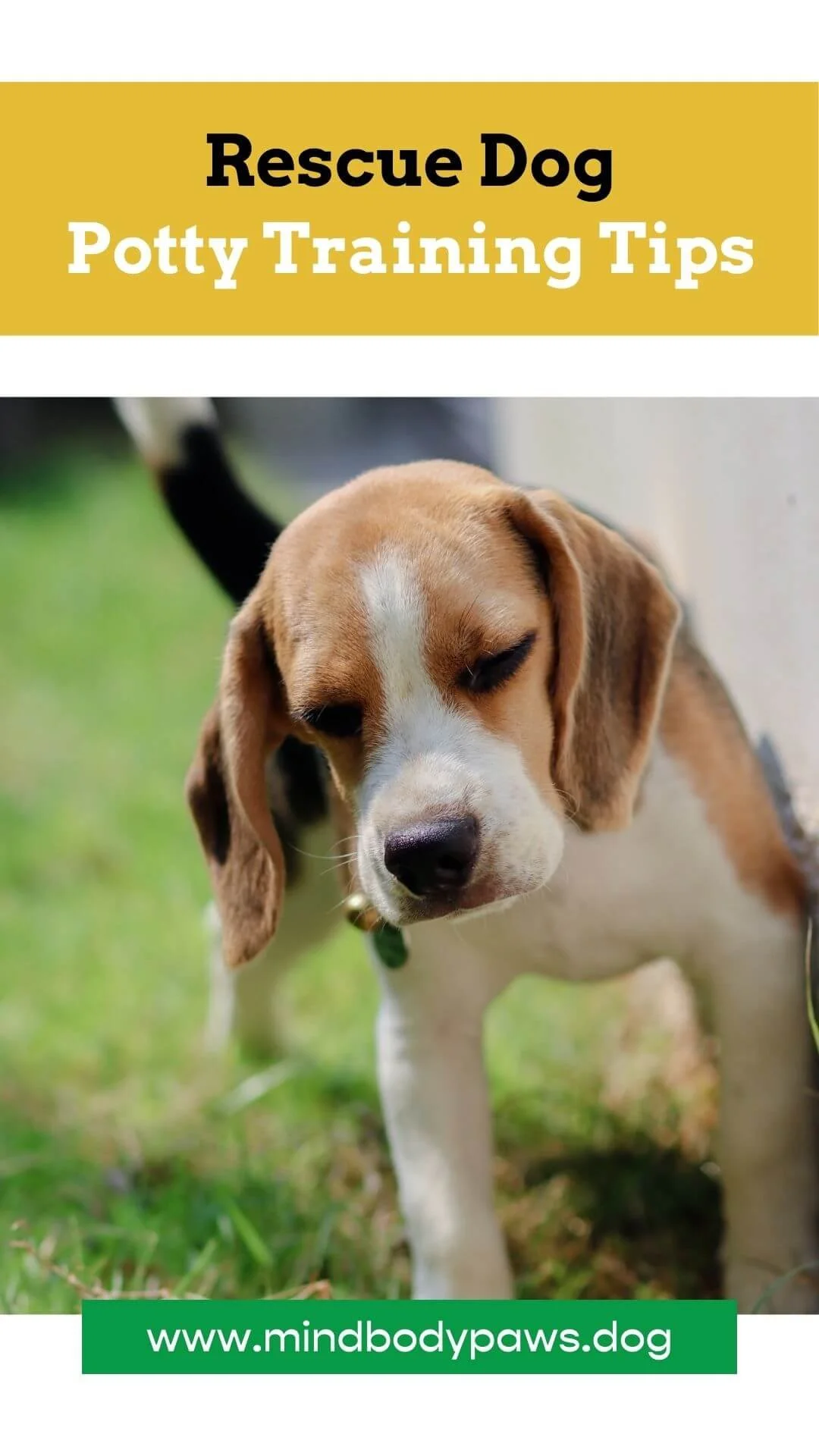 Toilet Train Housebreaking A Stubborn Puppy Toilet Training