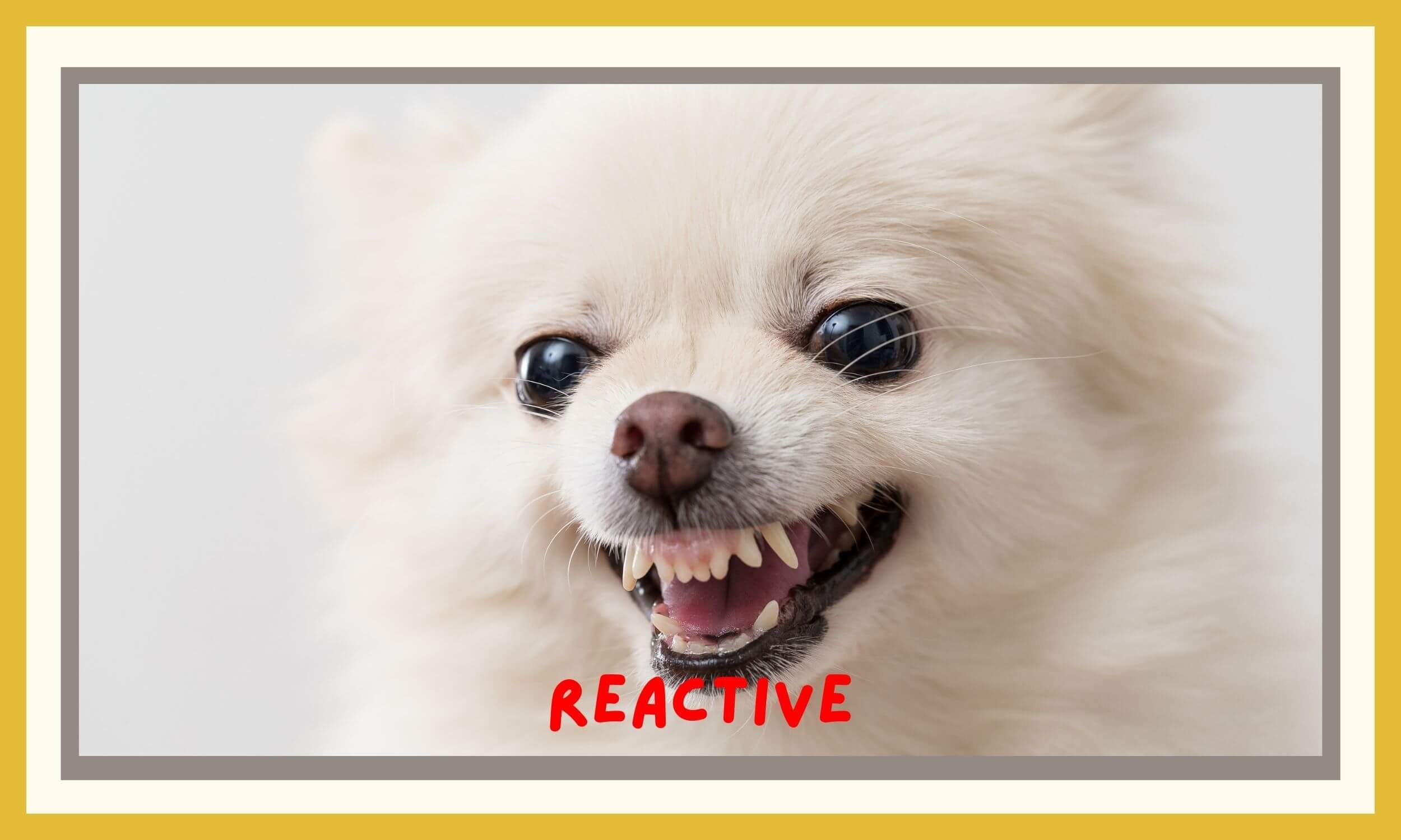 Reactive Dog.jpg