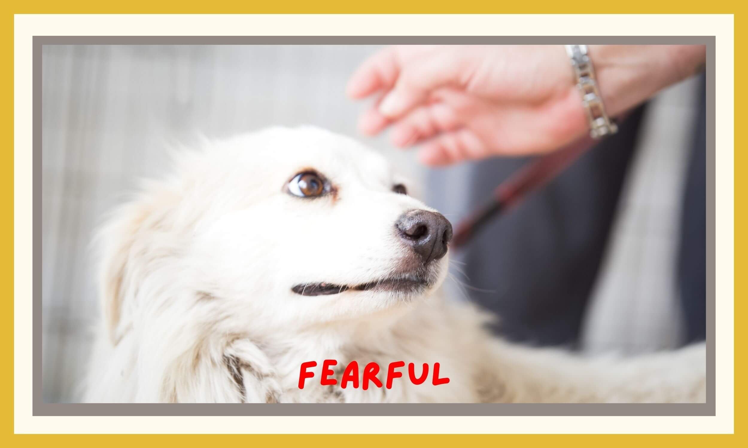 Fearful Dog.jpg