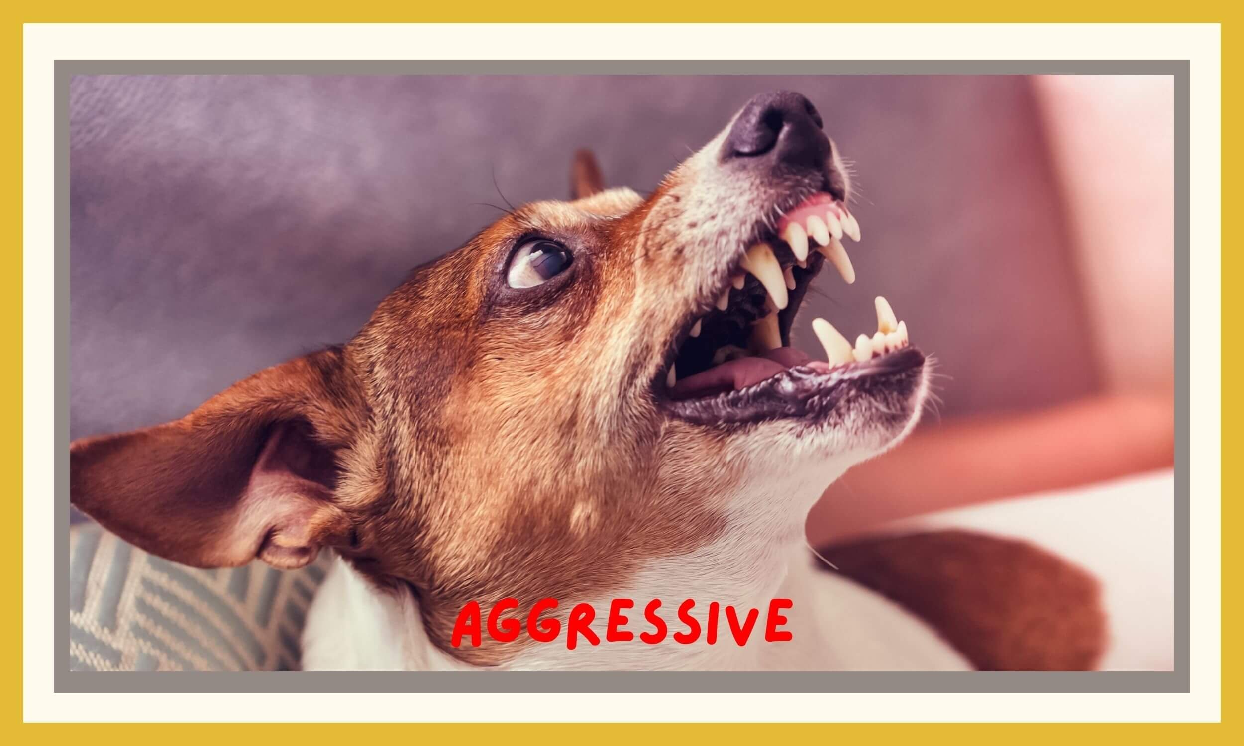 Aggressive Dog.jpg