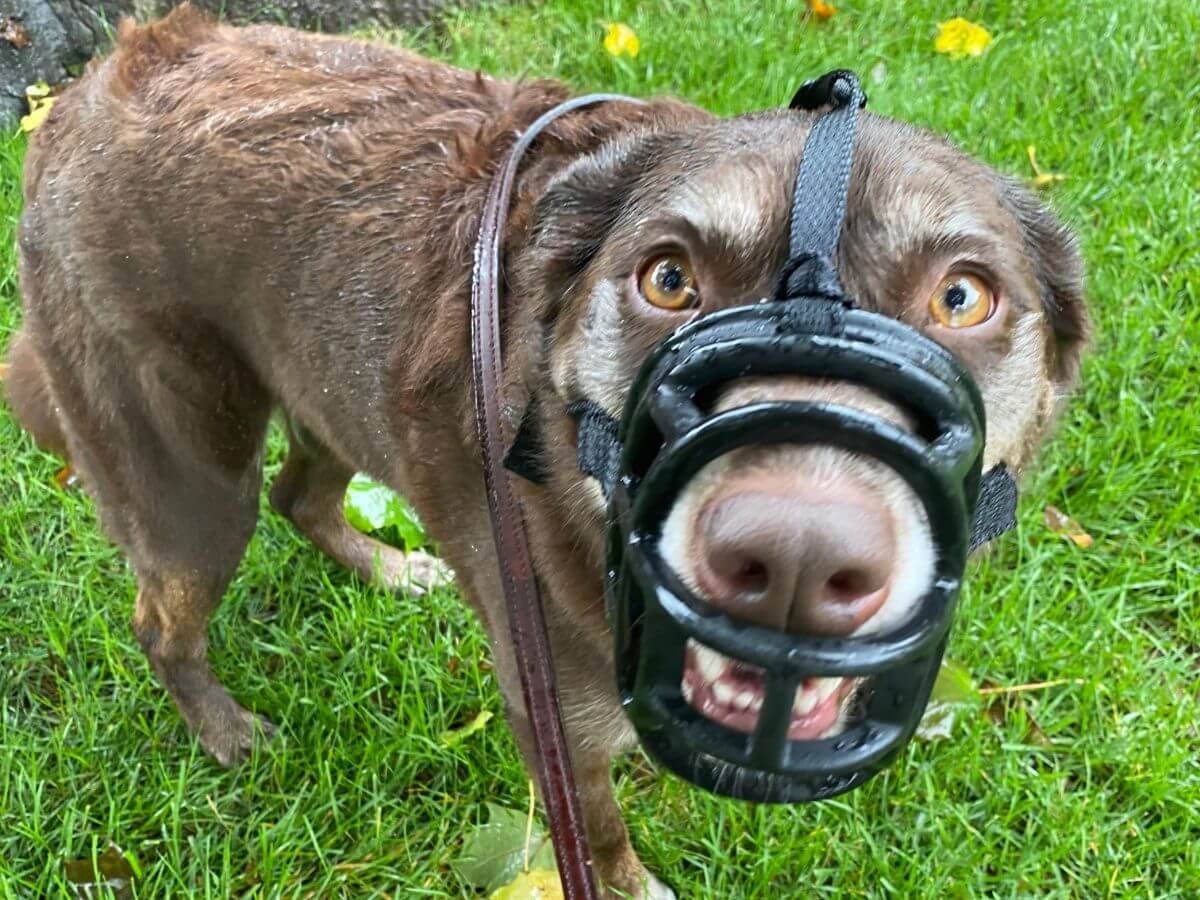 Understanding Your Reactive Dog and How to Help