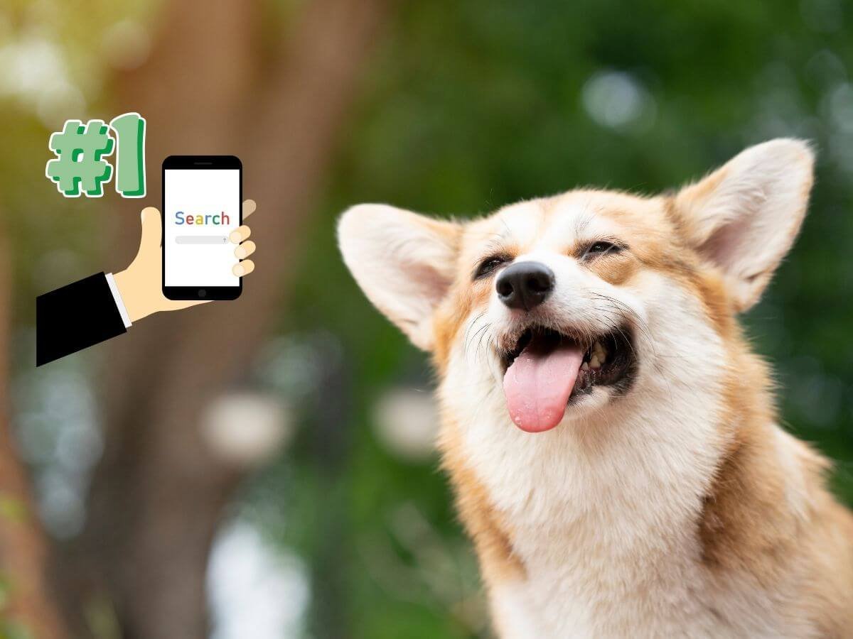 R+ Dog Training