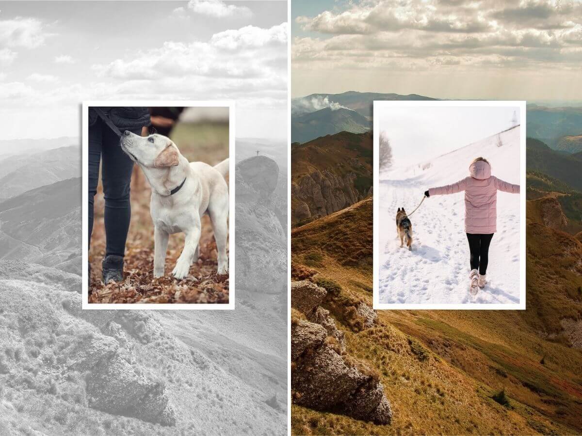 The Problem with Obedience in Dog Training