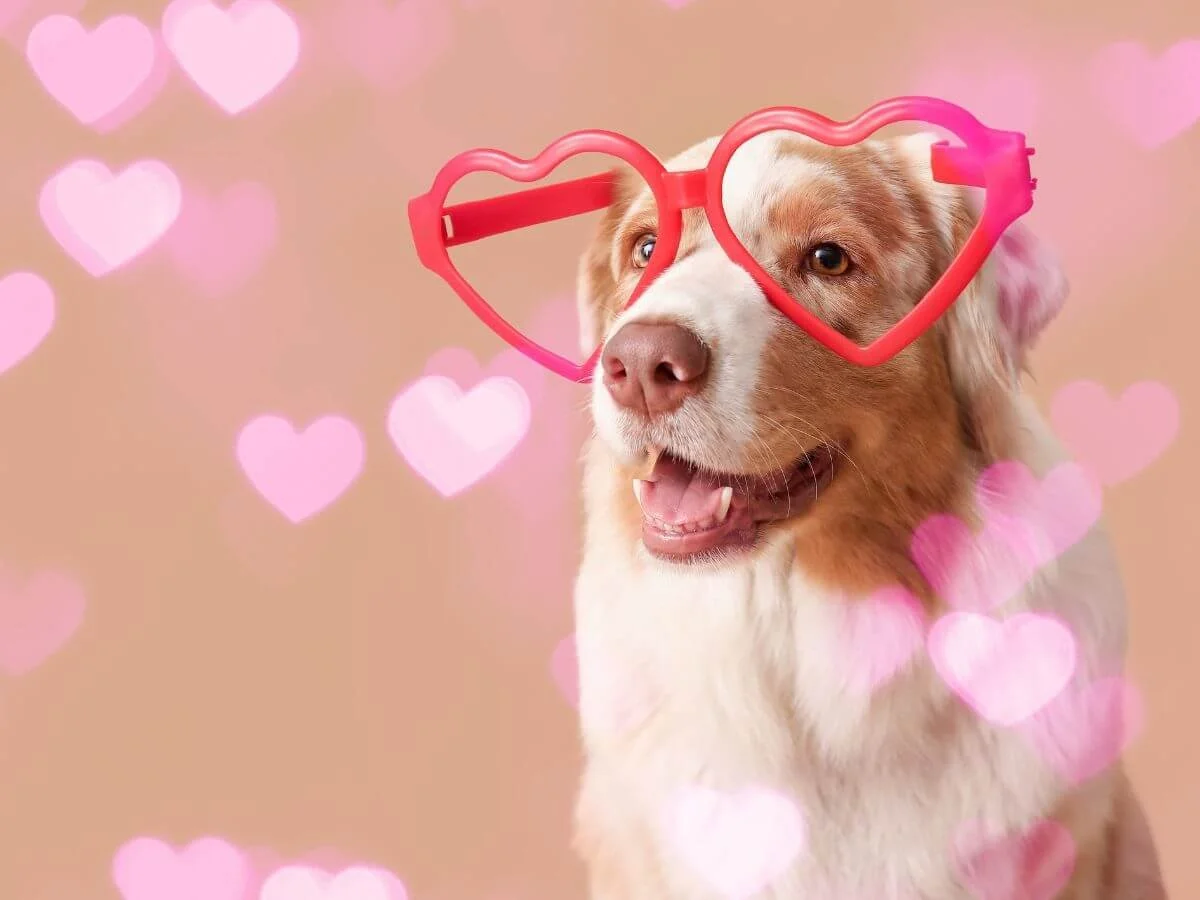 5 Ways to Speak Your Dog’s Love Language