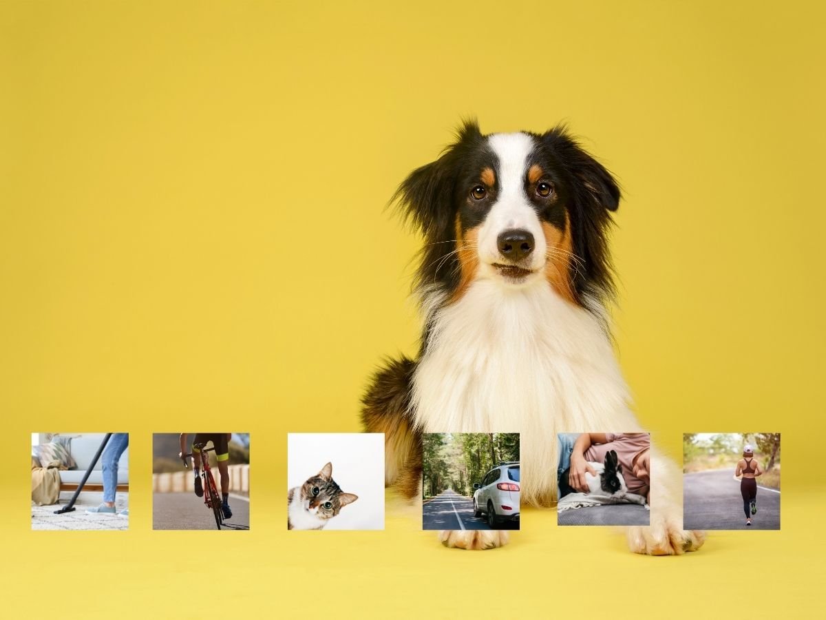 Why Dogs Chase: How to Stop Chasing Cats, Cars, and More